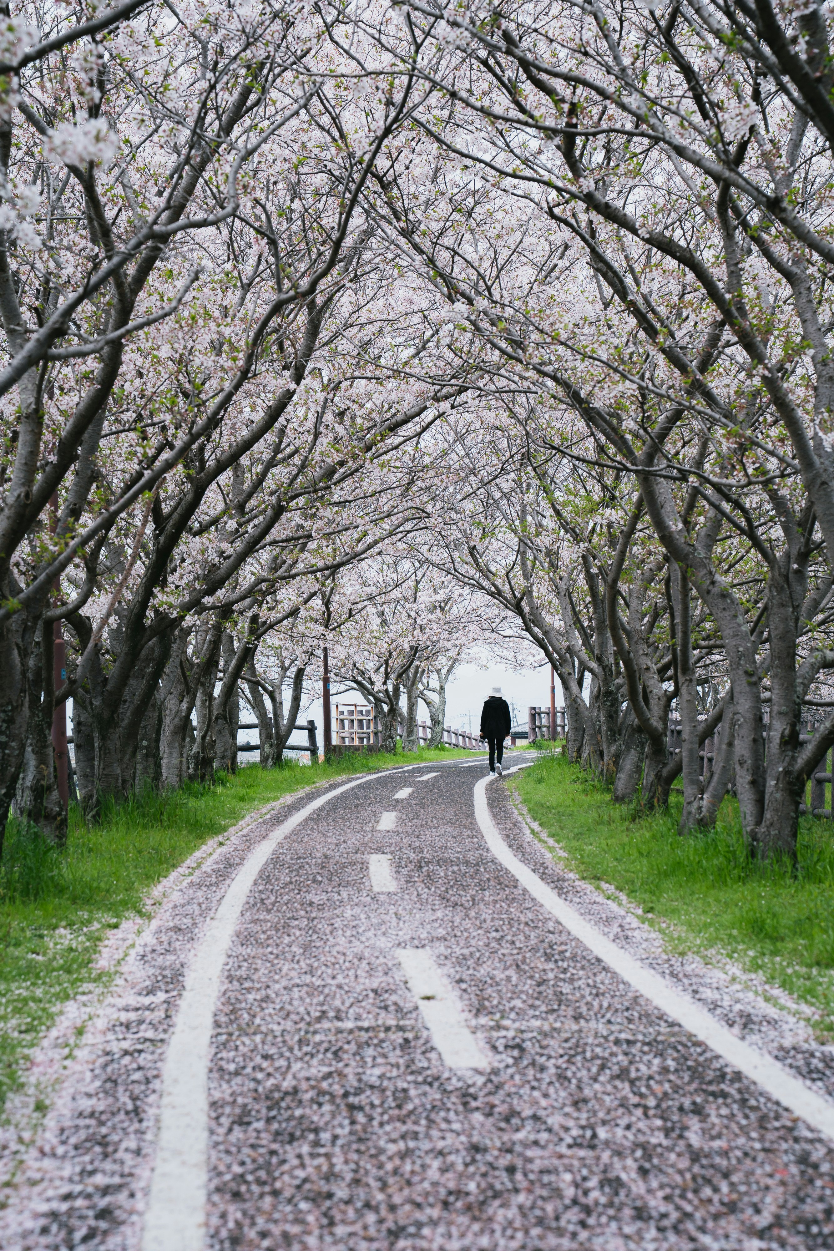 A person walking along a cherry blossom-lined path