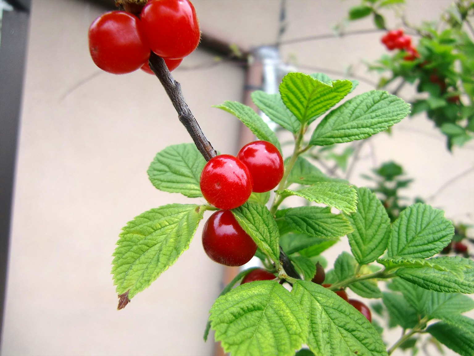 Acercamiento de una planta con bayas rojas y hojas verdes