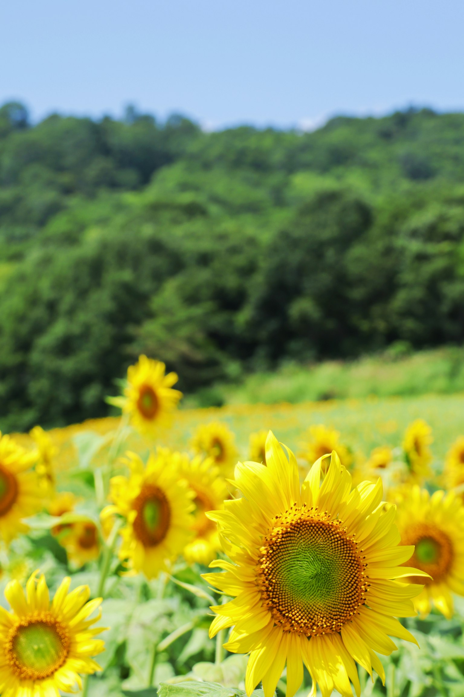 Tournesols vibrants dans un champ sous un ciel bleu clair