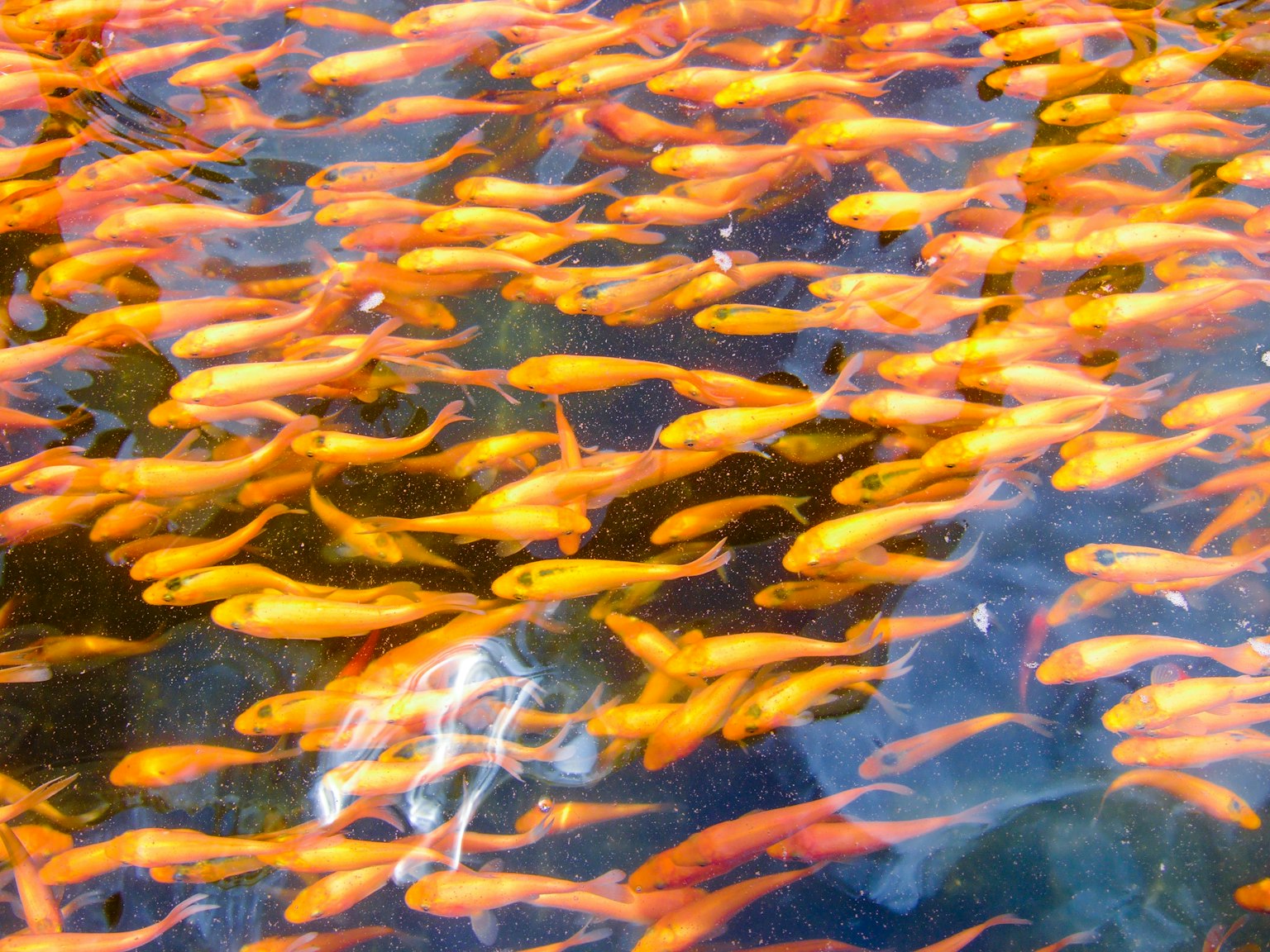 ฝูงปลาทองสีส้มว่ายอยู่ในน้ำใส