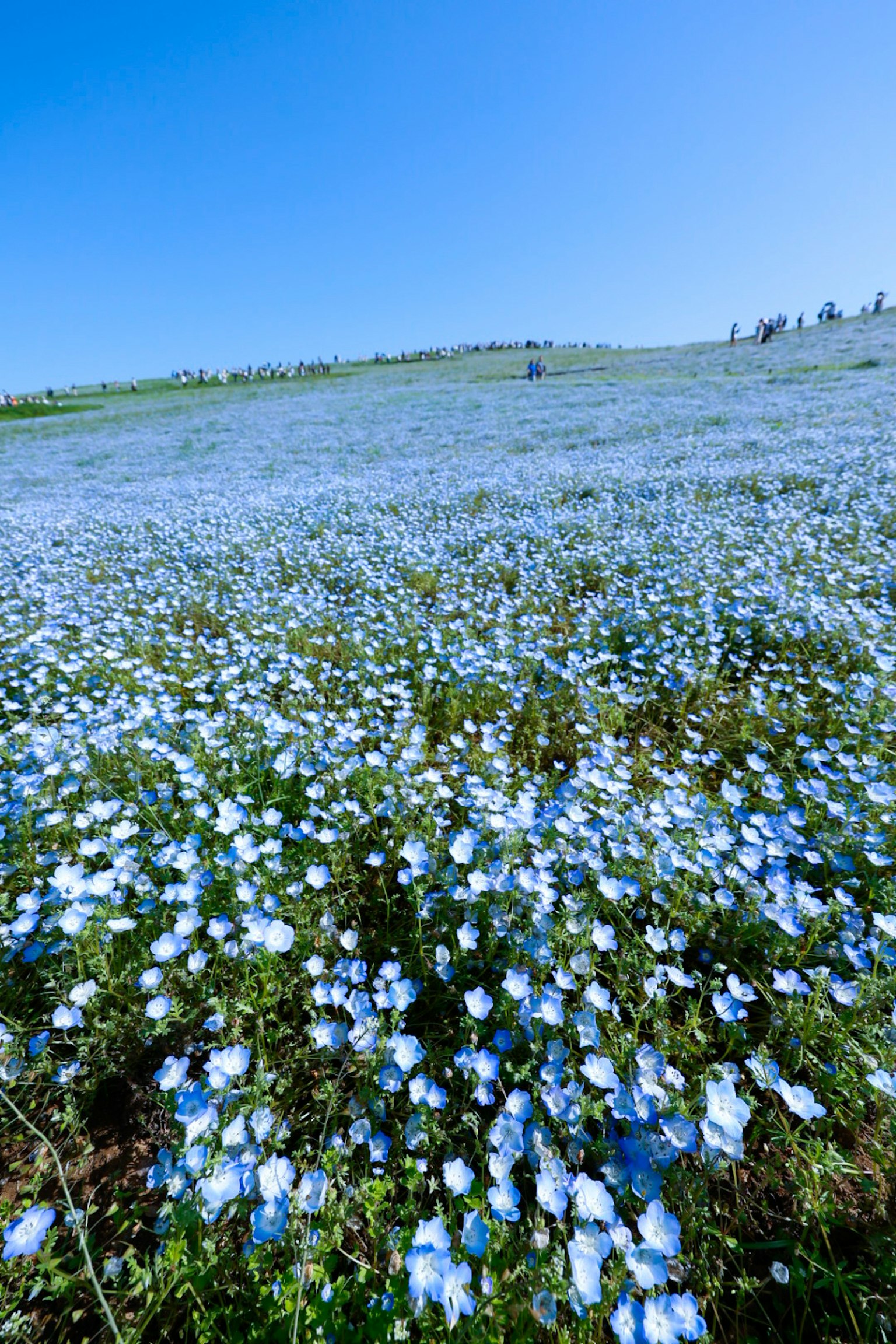 Un paesaggio bellissimo coperto di fiori blu