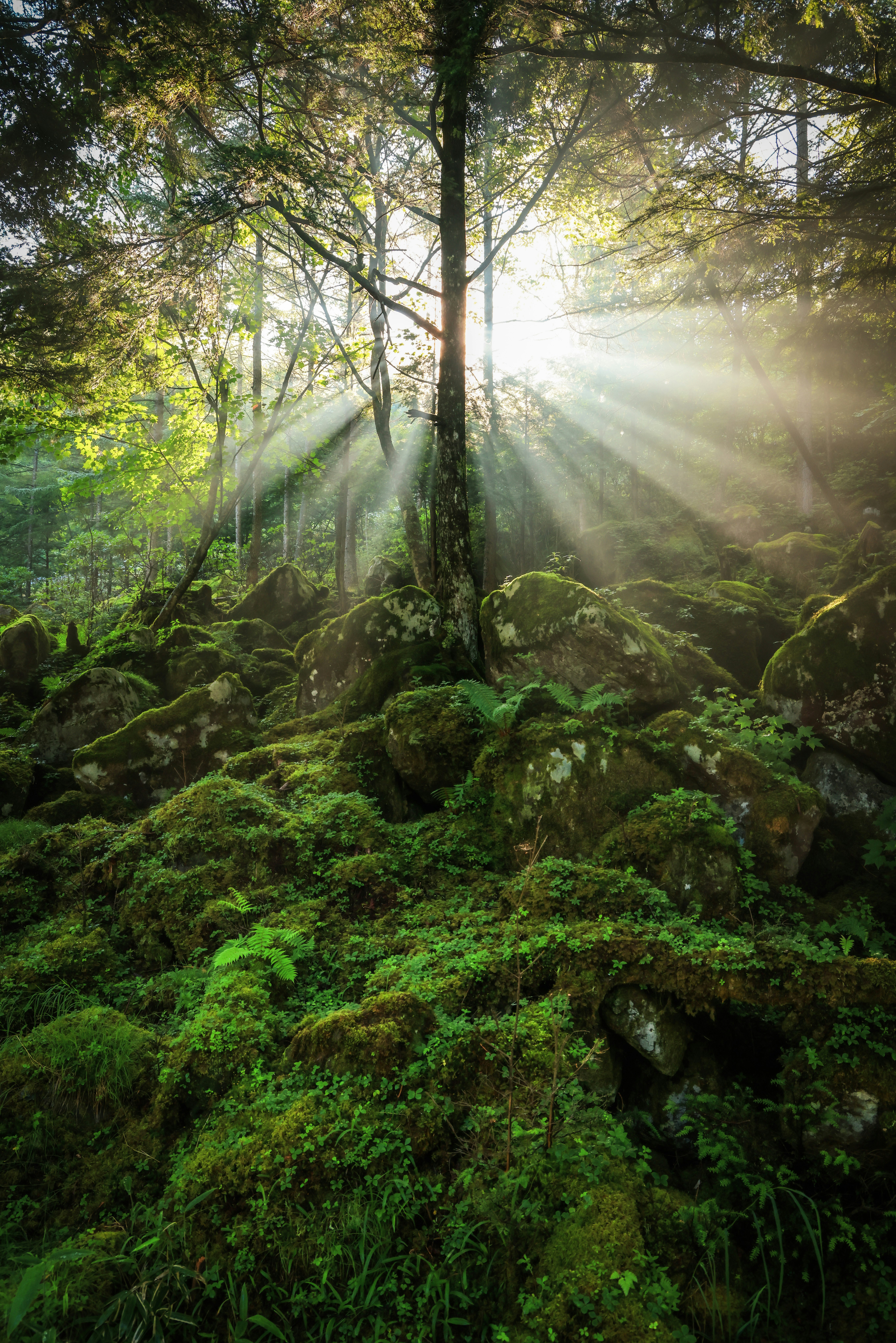 森の朝の木々と朝日が差し込む幻想的な光景