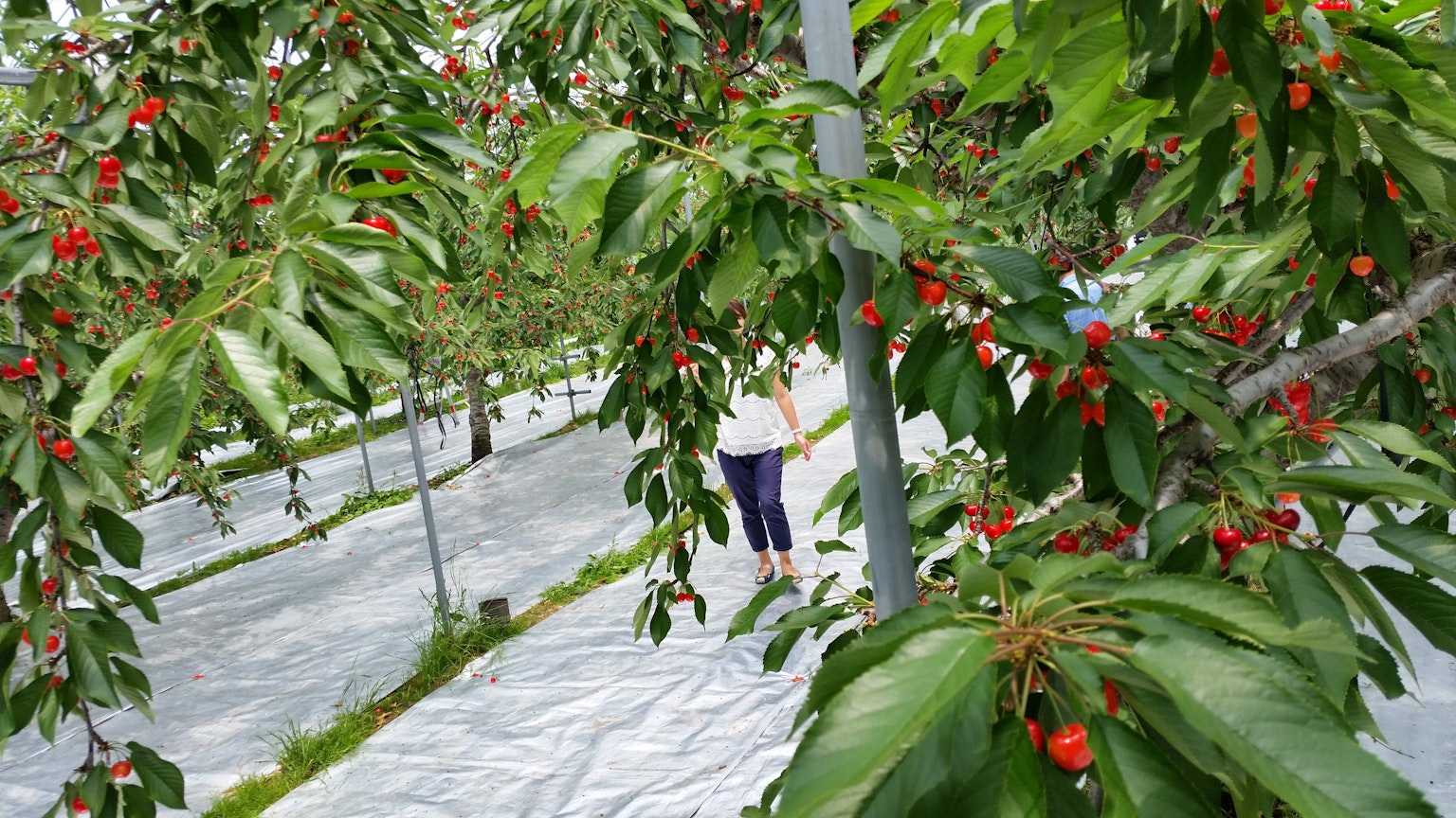 Orang berdiri di antara pohon ceri di kebun