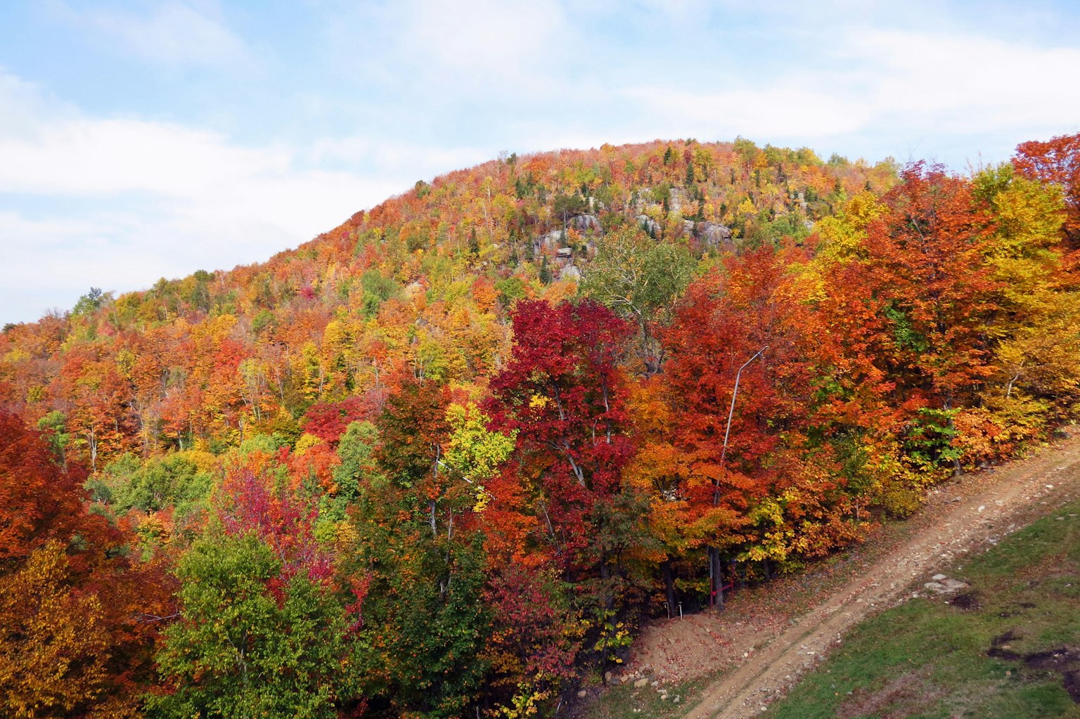 Árboles de otoño vibrantes con una colina al fondo