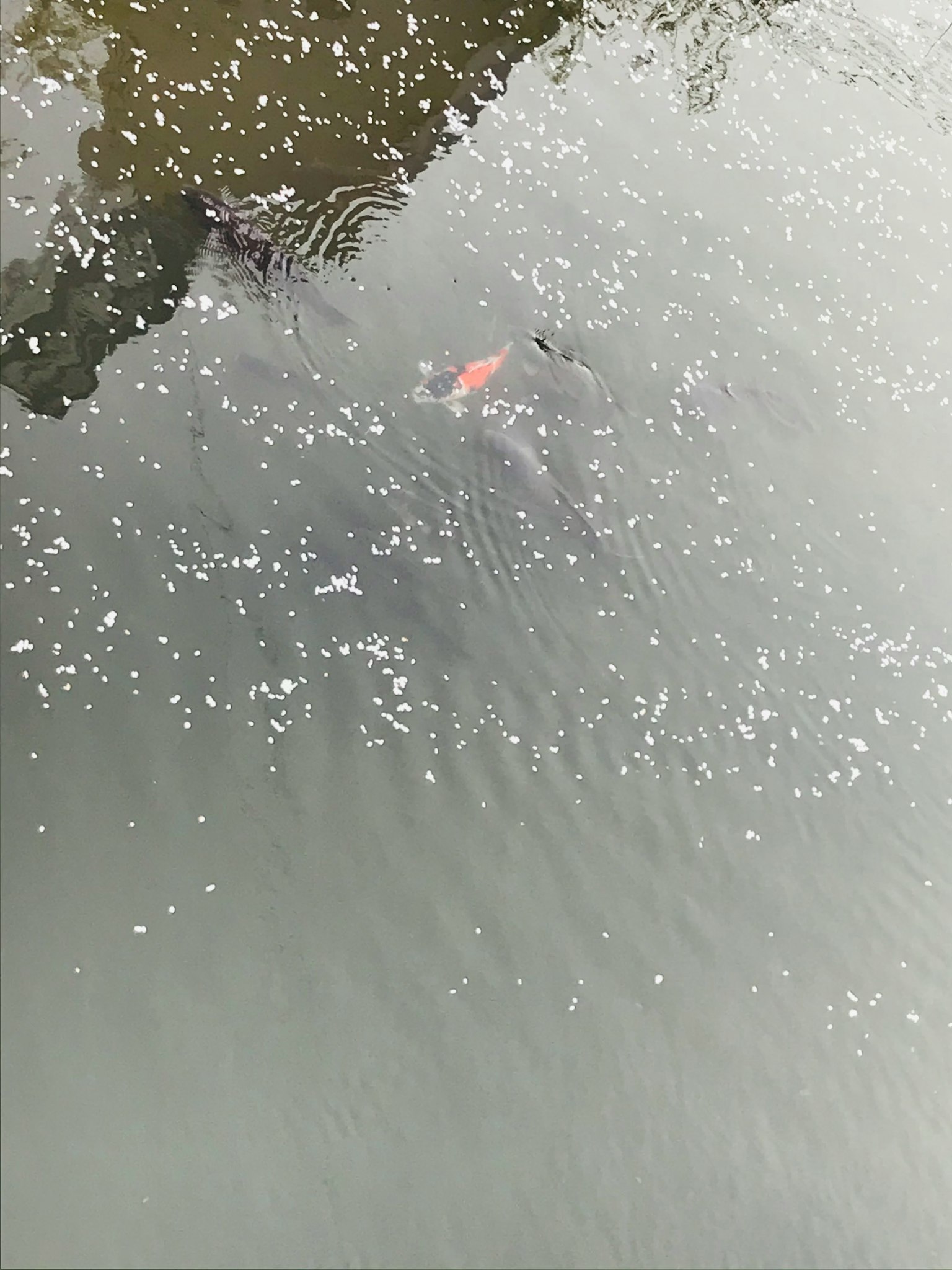 Pez nadando bajo una superficie cubierta de pétalos flotantes
