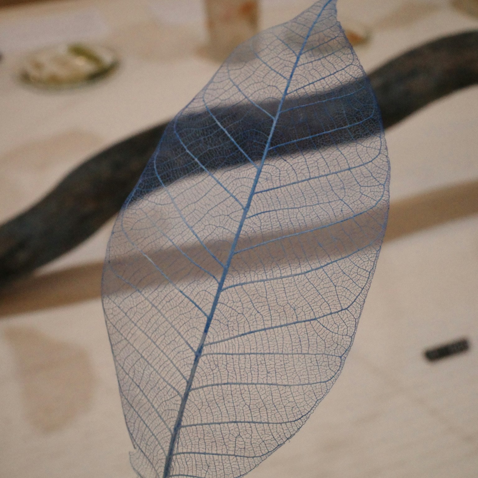 青い葉脈が見える透明な葉の標本が展示されている