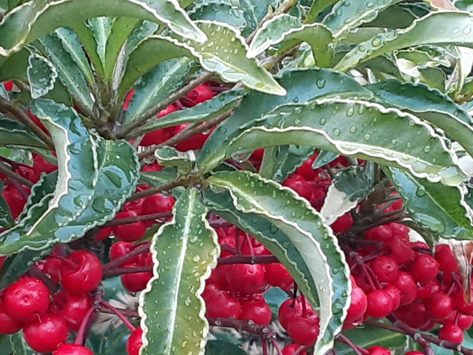 特写植物，红色浆果和绿色叶子
