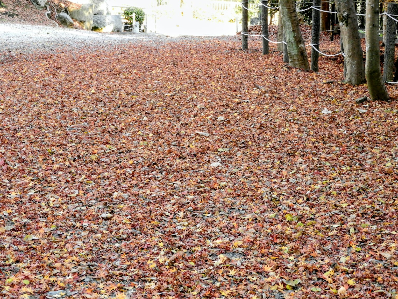 秋の落ち葉で覆われた道と木々