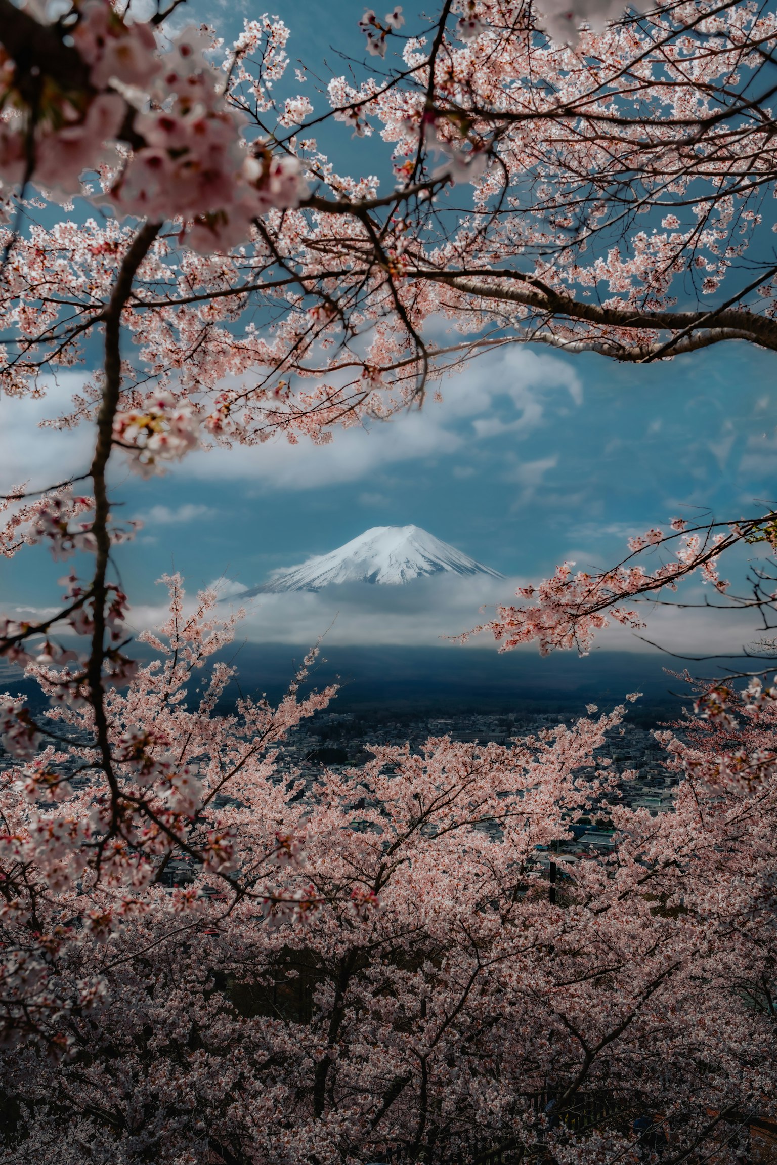 Beautiful view of Mount Fuji framed by cherry blossoms