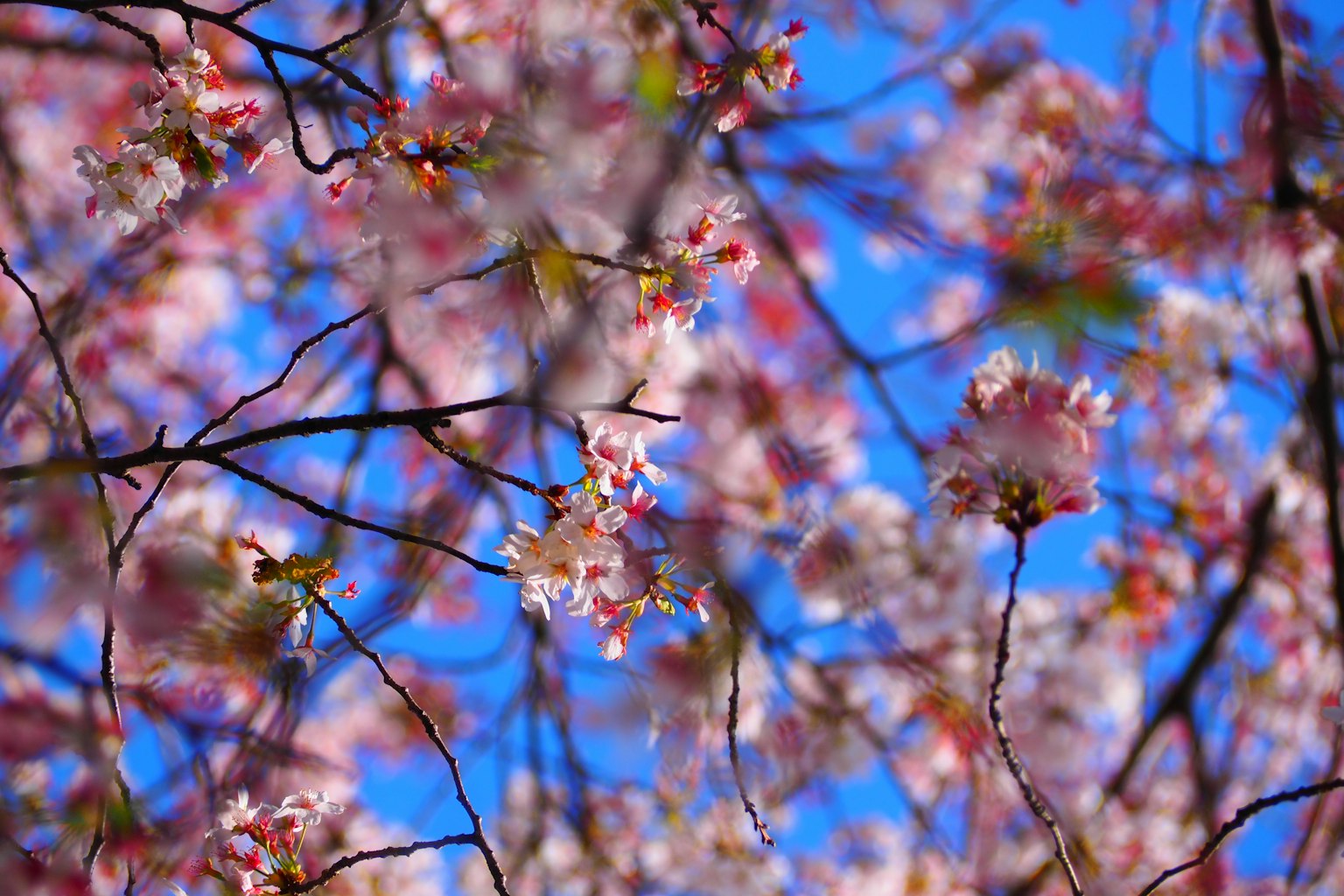 Fleurs de cerisier en fleurs contre un ciel bleu