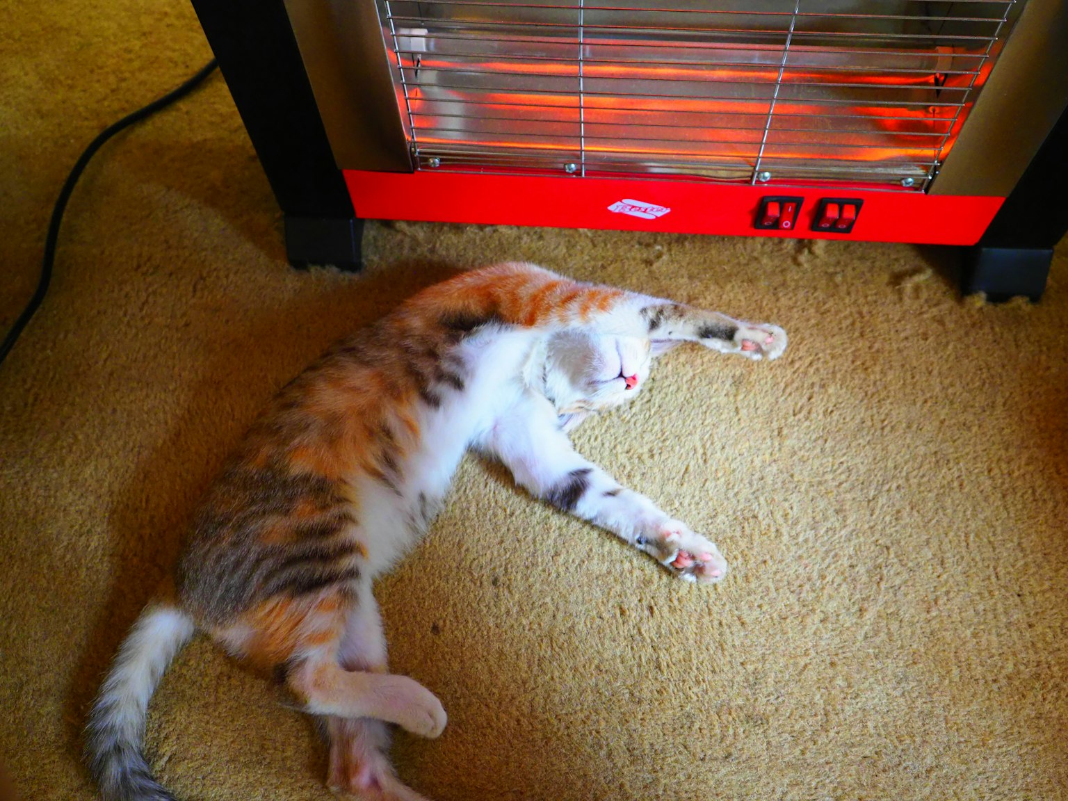 Seekor kucing calico berbaring di depan pemanas
