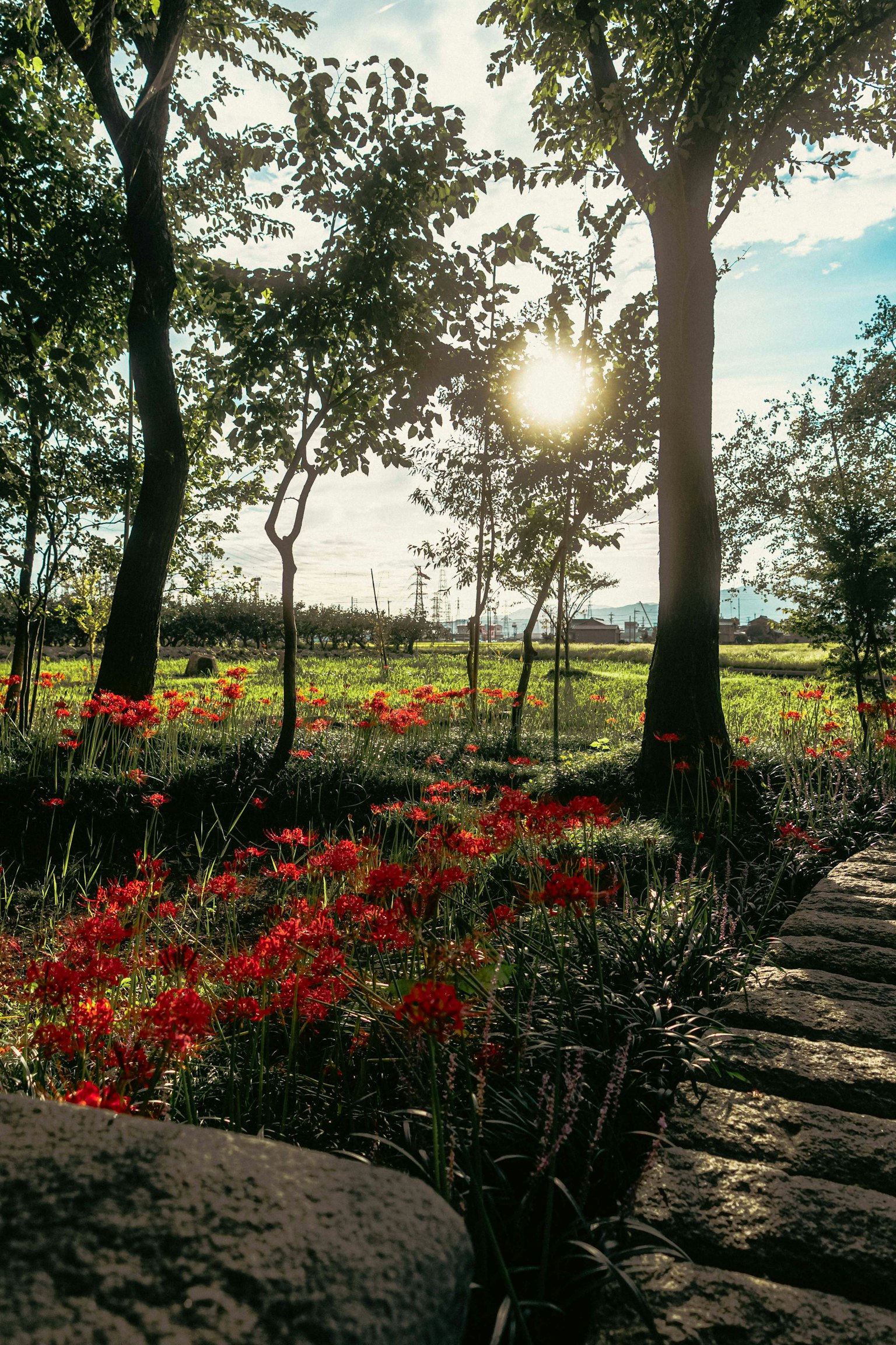Un paysage avec des fleurs rouges dans une prairie verte et un soleil couchant en arrière-plan