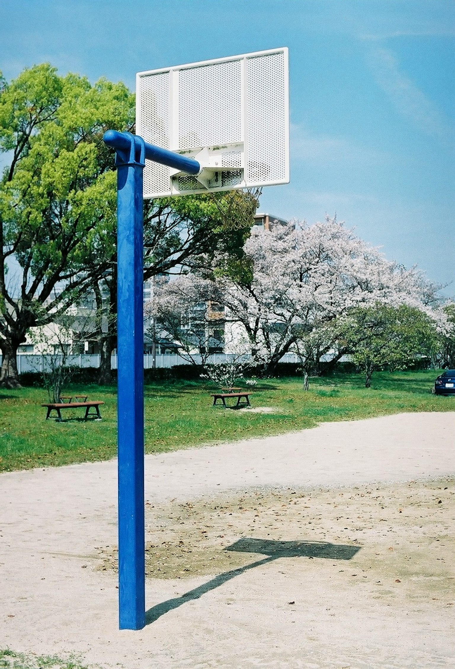 蓝色篮球架和背景中的樱花树