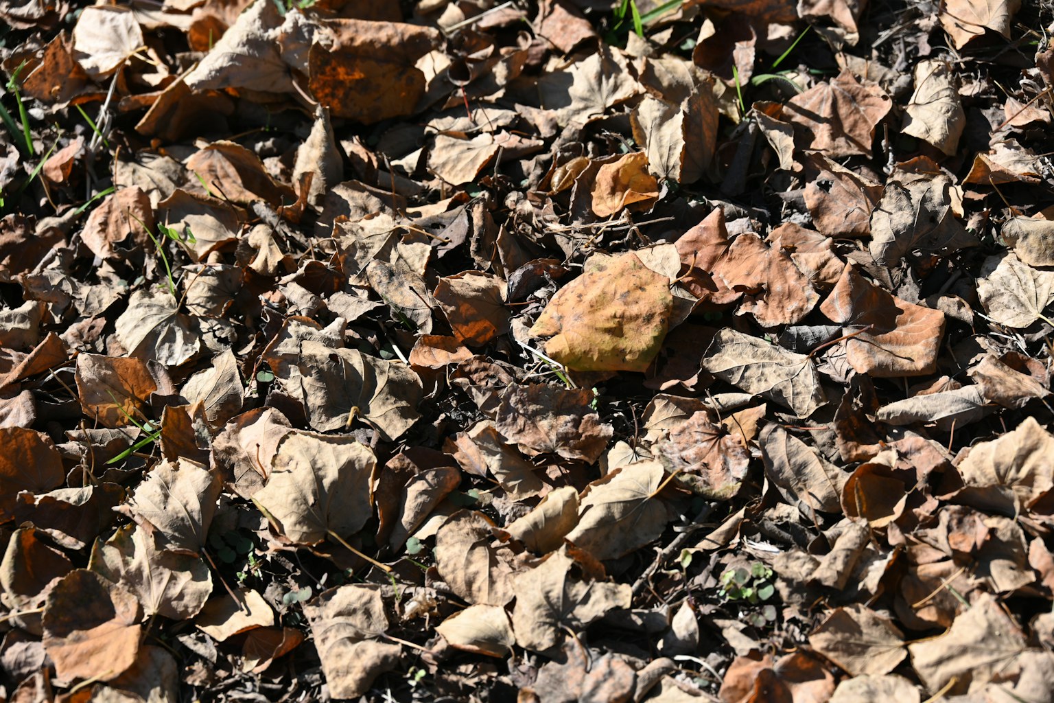 Un terreno coperto di foglie secche di varie tonalità di marrone