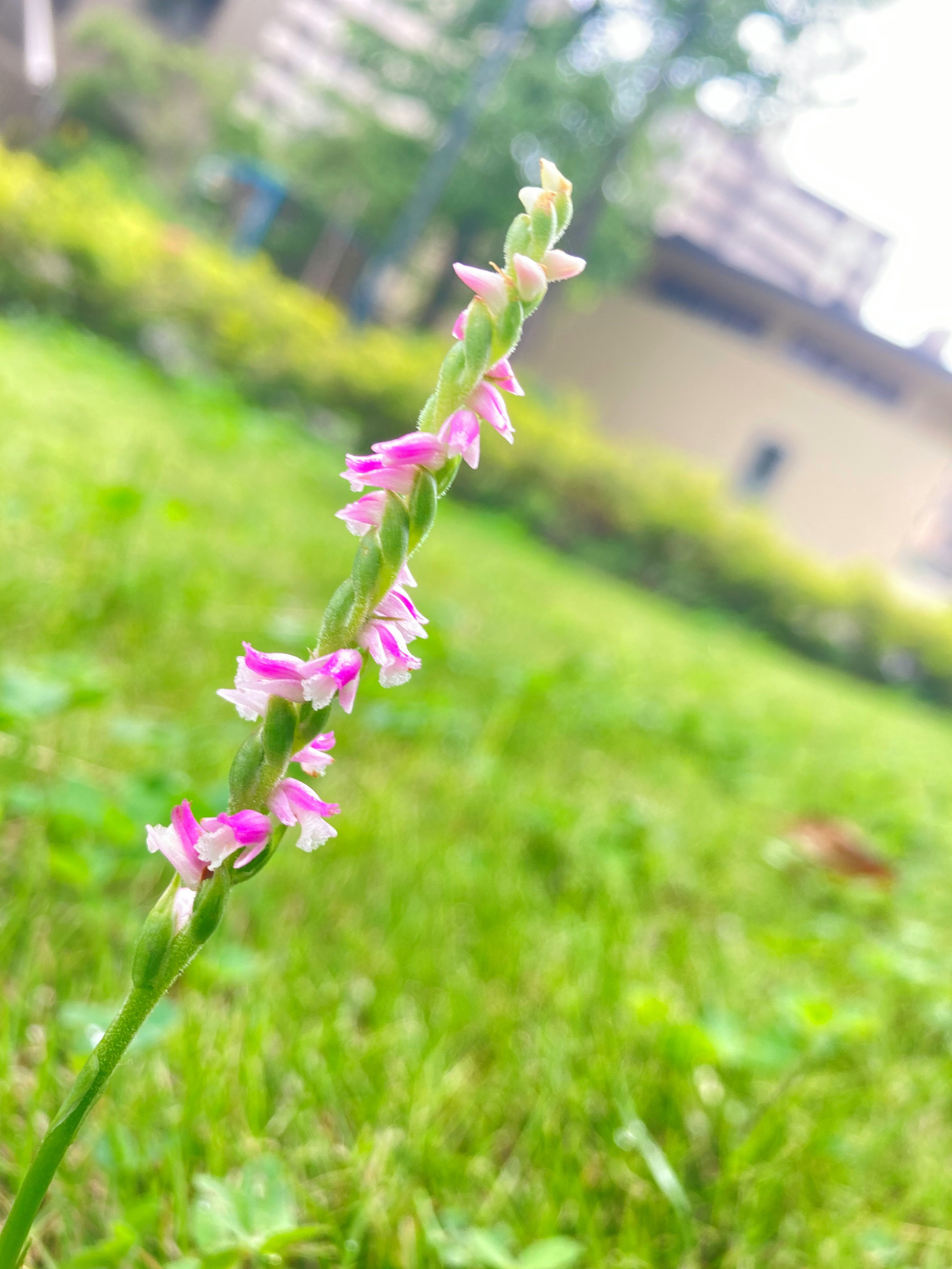 Schraubenorchidee blühend auf einer Rasenfläche
