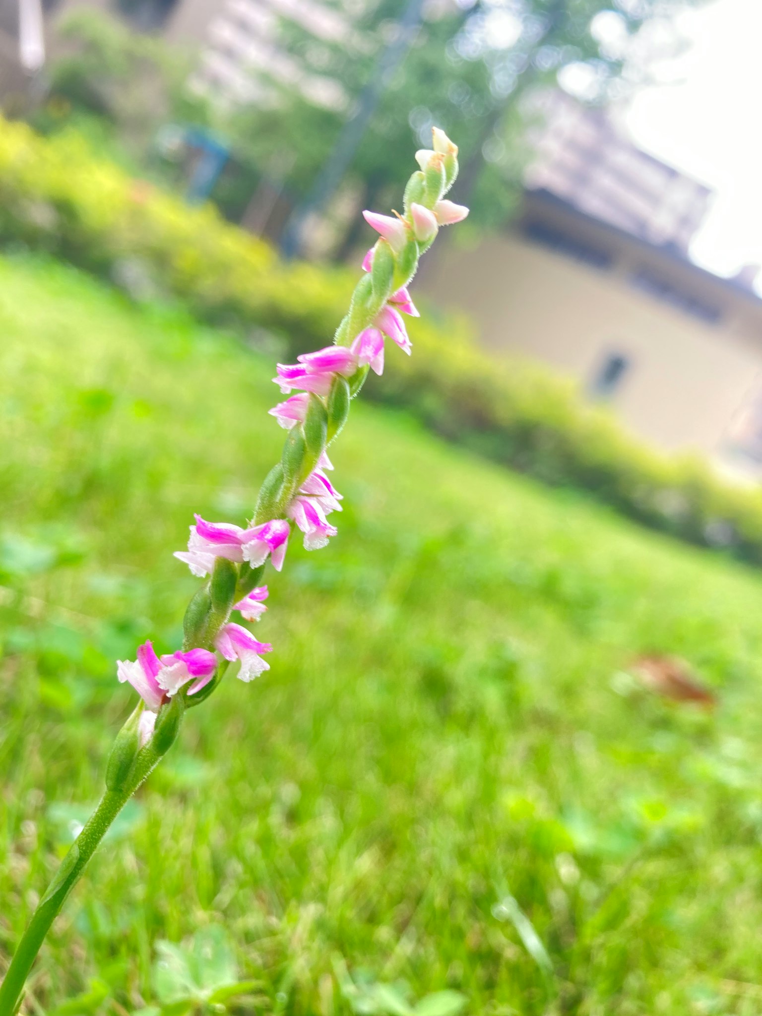 草地区域中细长茎上开着粉色花朵的特写