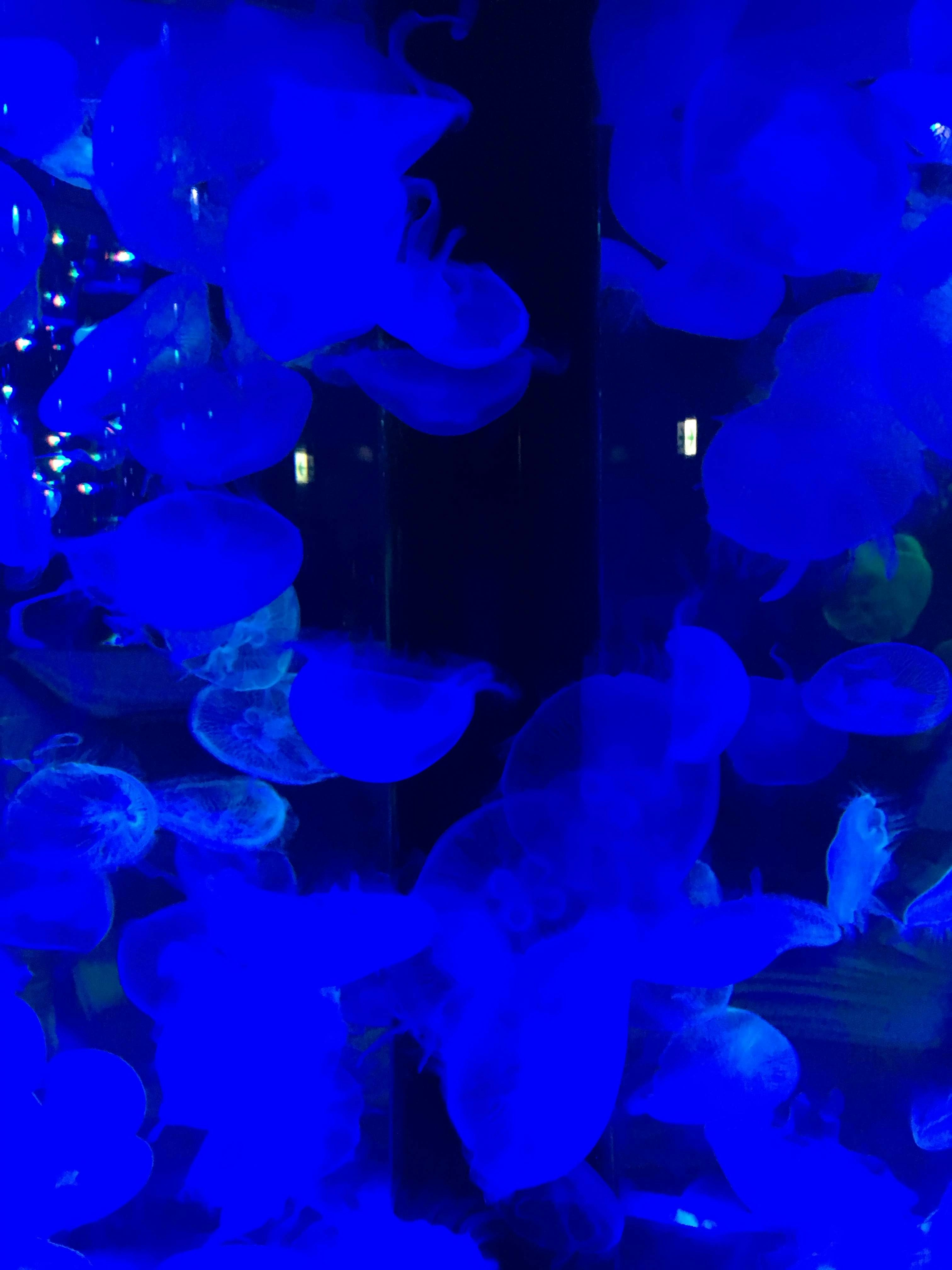 dreamlike jellyfish cluster glowing in blue light