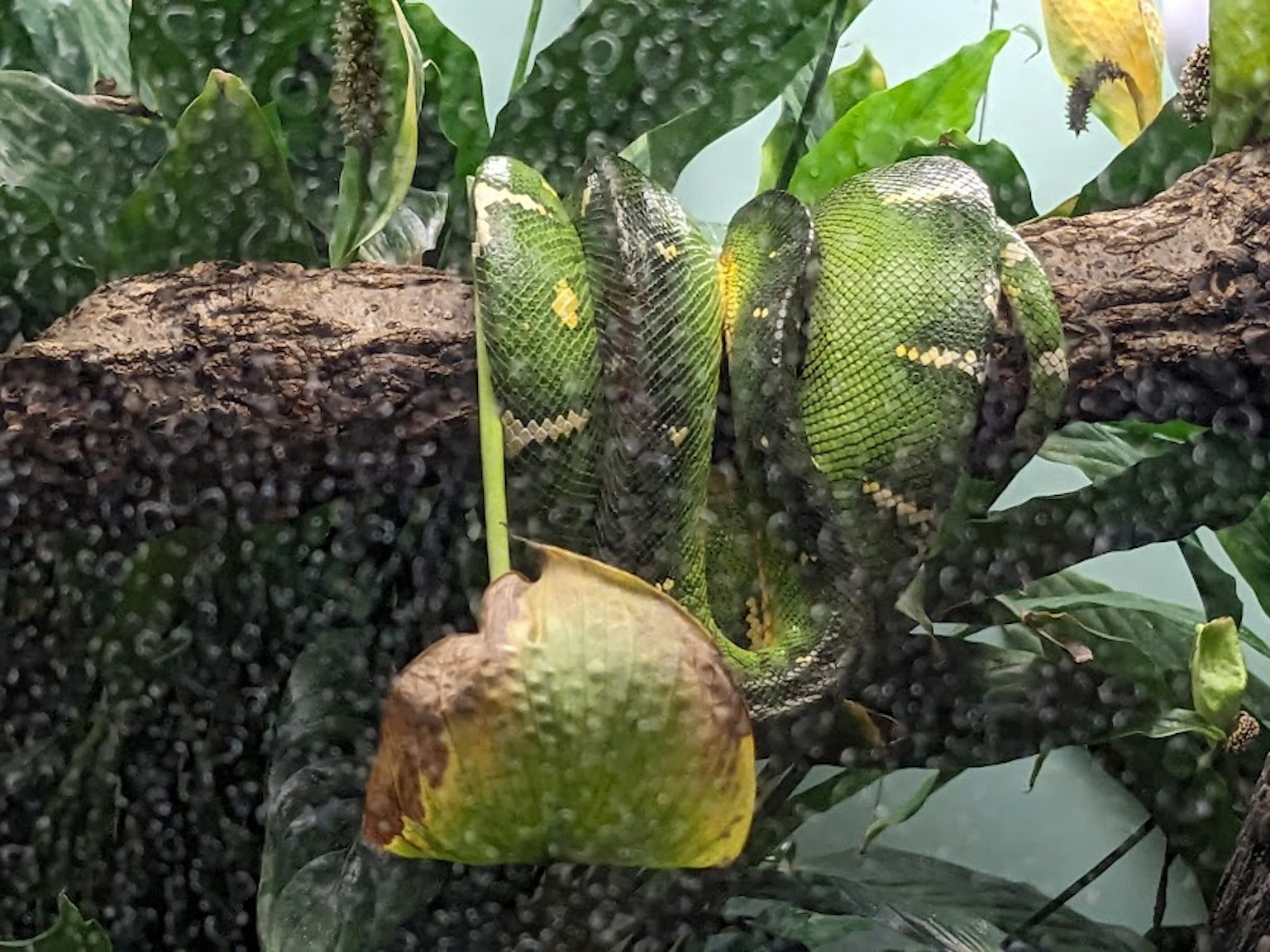 Serpente verde attorcigliata su un ramo in un ambiente tropicale