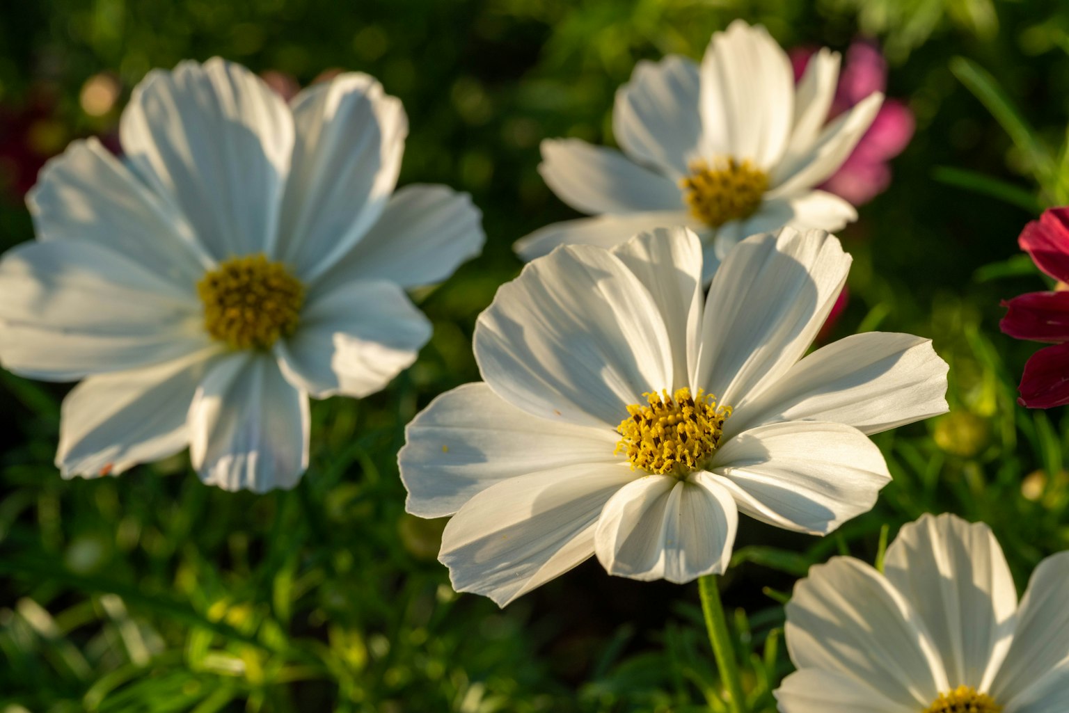 Fiori di cosmos bianchi che fioriscono in un giardino