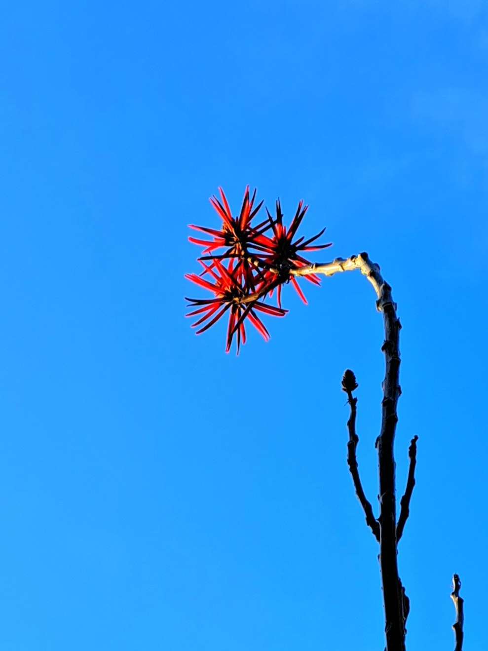 Red saihai deigo blossoms against a clear blue sky image