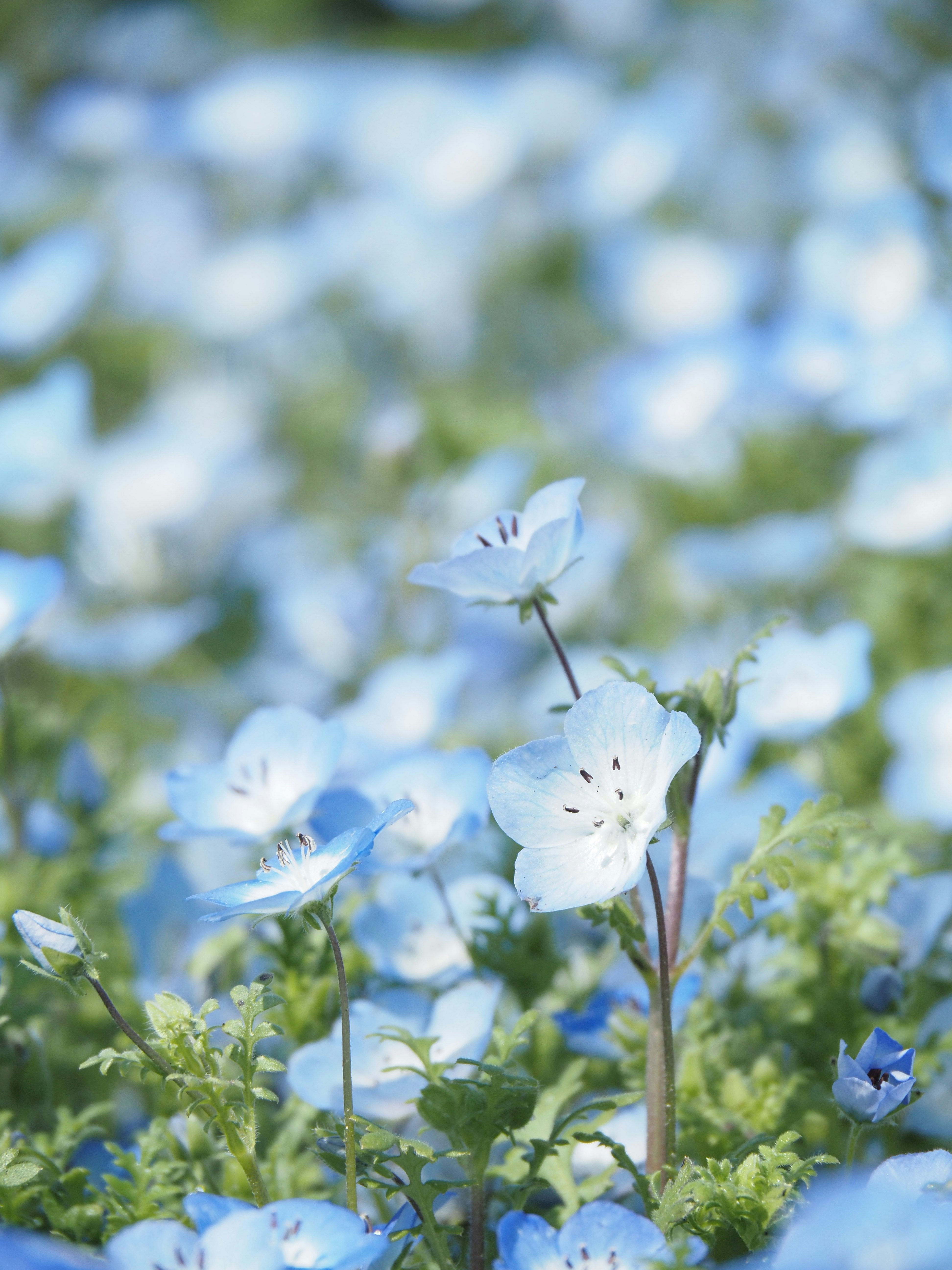 Champ de nemophila au printemps, fleurs bleues façon mer