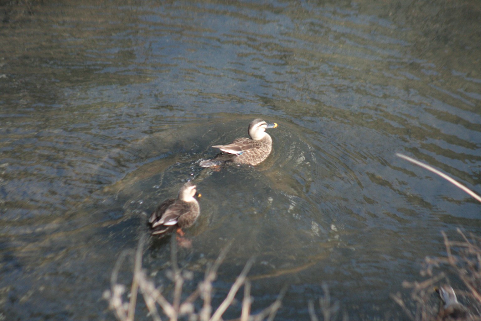 Deux canards nageant à la surface de l'eau dans un cadre naturel