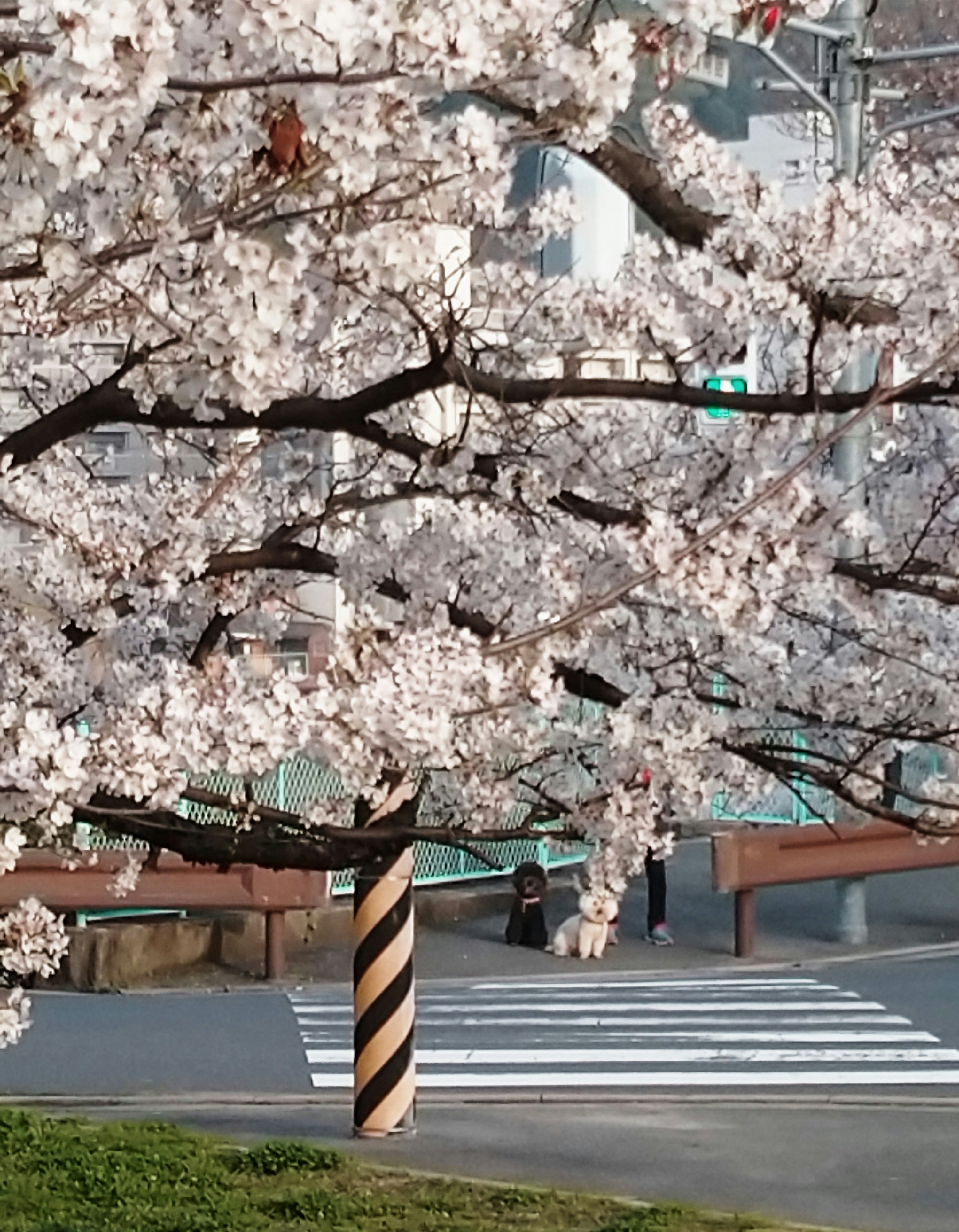 桜の木の下の信号待ちの横断歩道