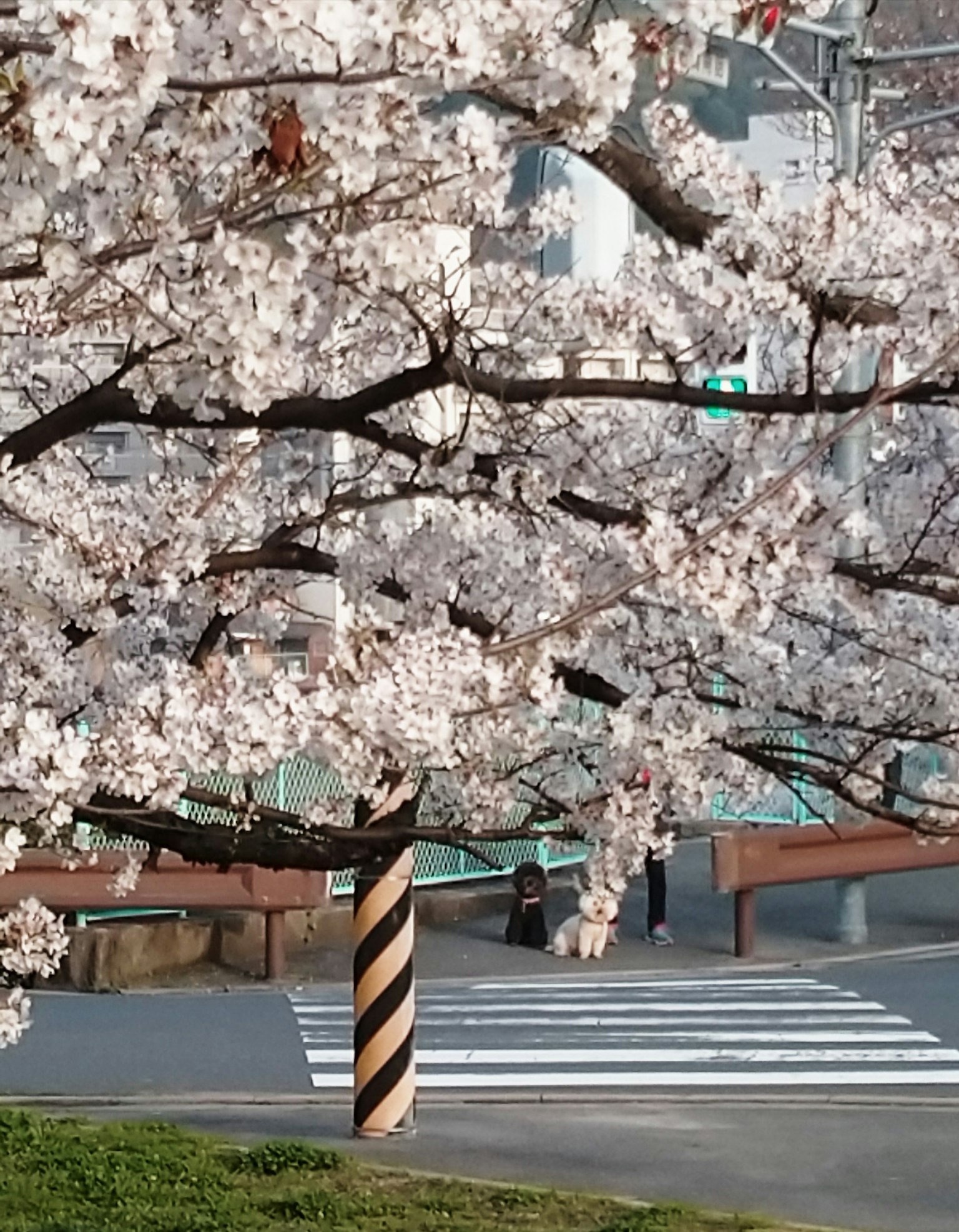 Árbol de cerezo en flor con un poste a rayas y un paso de peatones