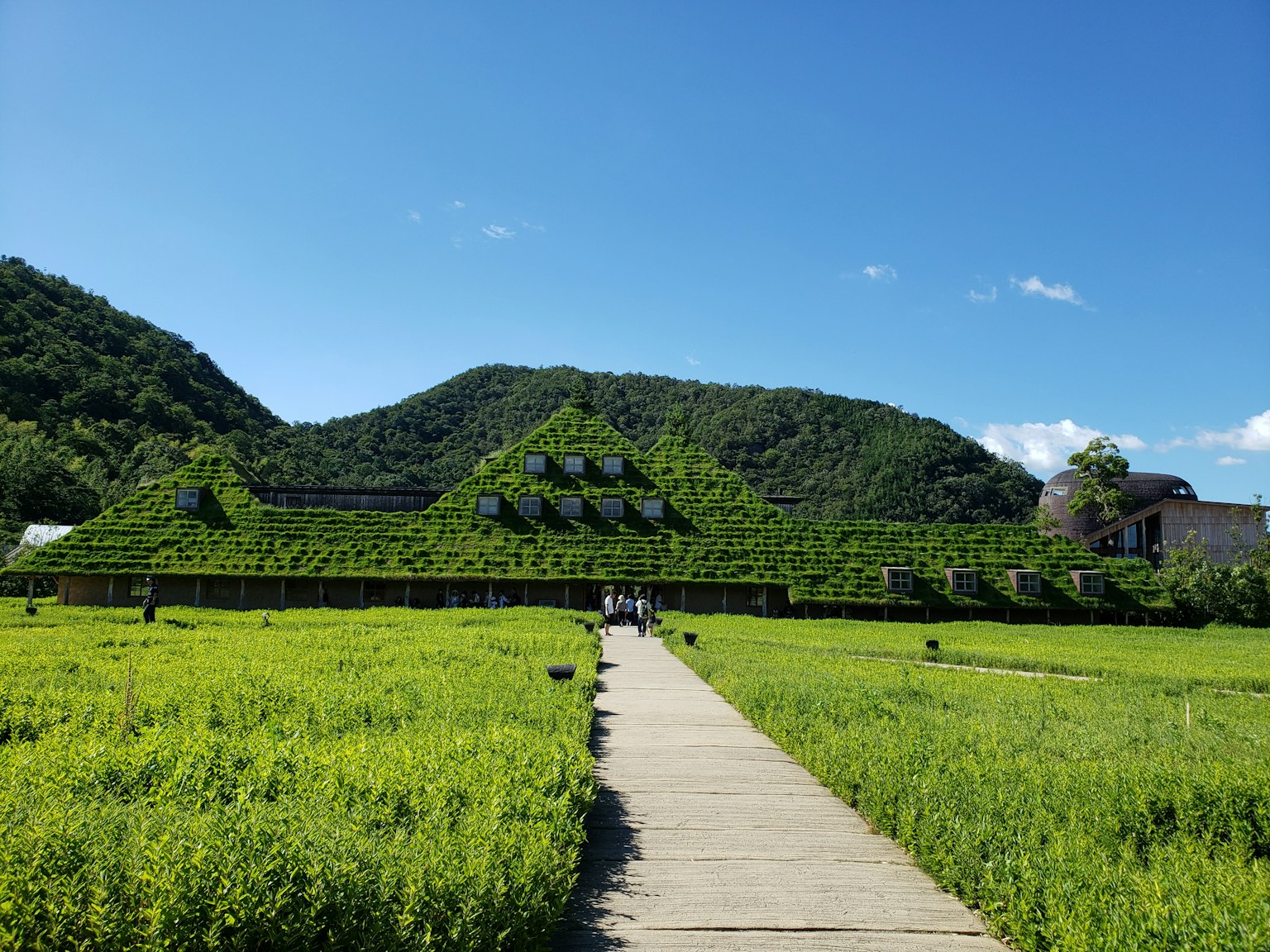 Un bâtiment recouvert de verdure sous un ciel bleu clair
