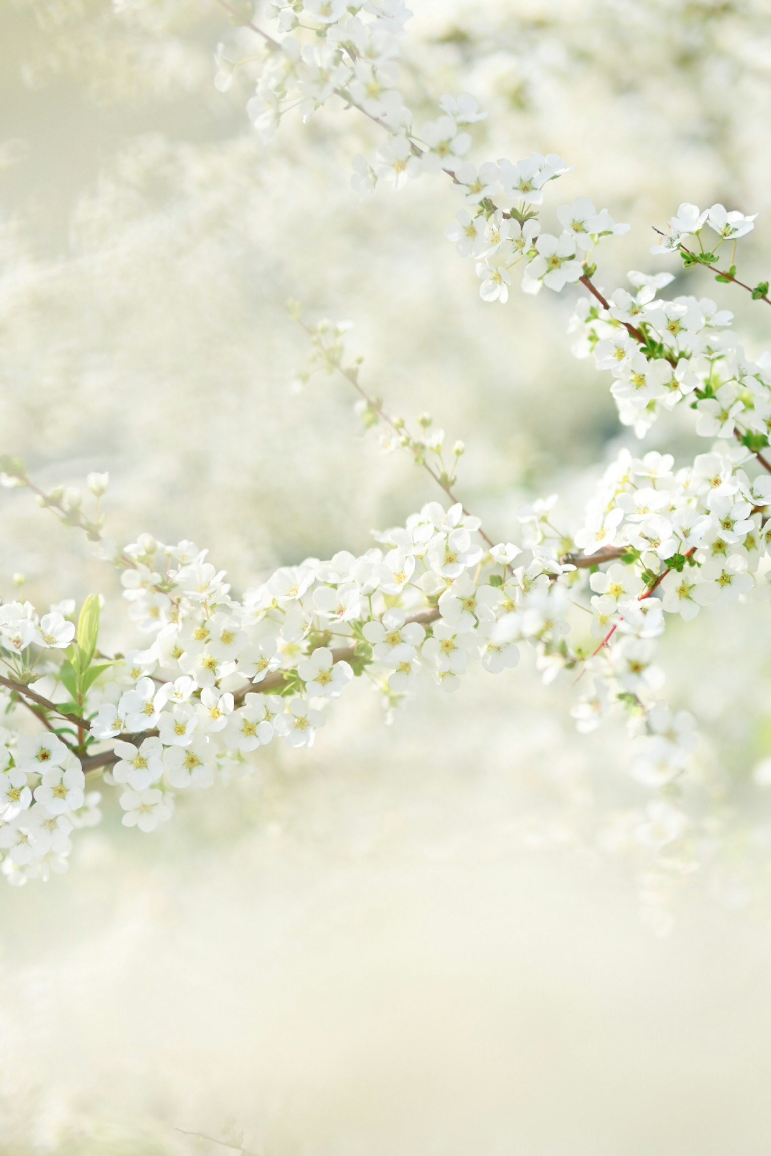 白い花が咲く枝のクローズアップ柔らかい背景のぼかし効果