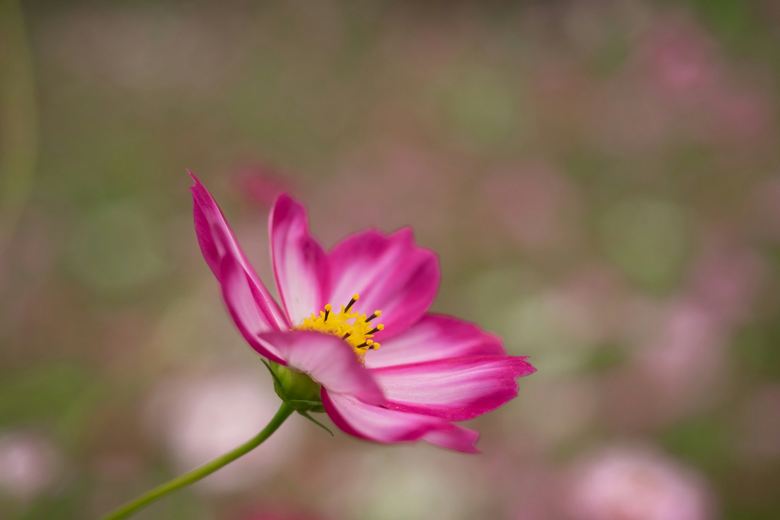 Un bellissimo fiore rosa in fiore