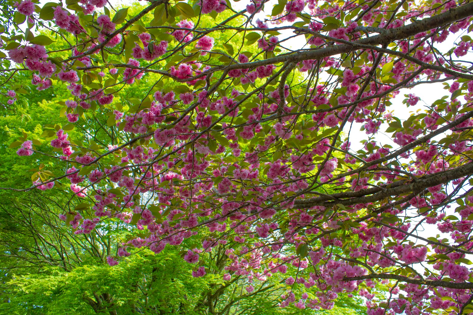 Eine Ansicht von Kirschbaumzweigen, die mit rosa Blüten vor üppigem grünen Laub geschmückt sind