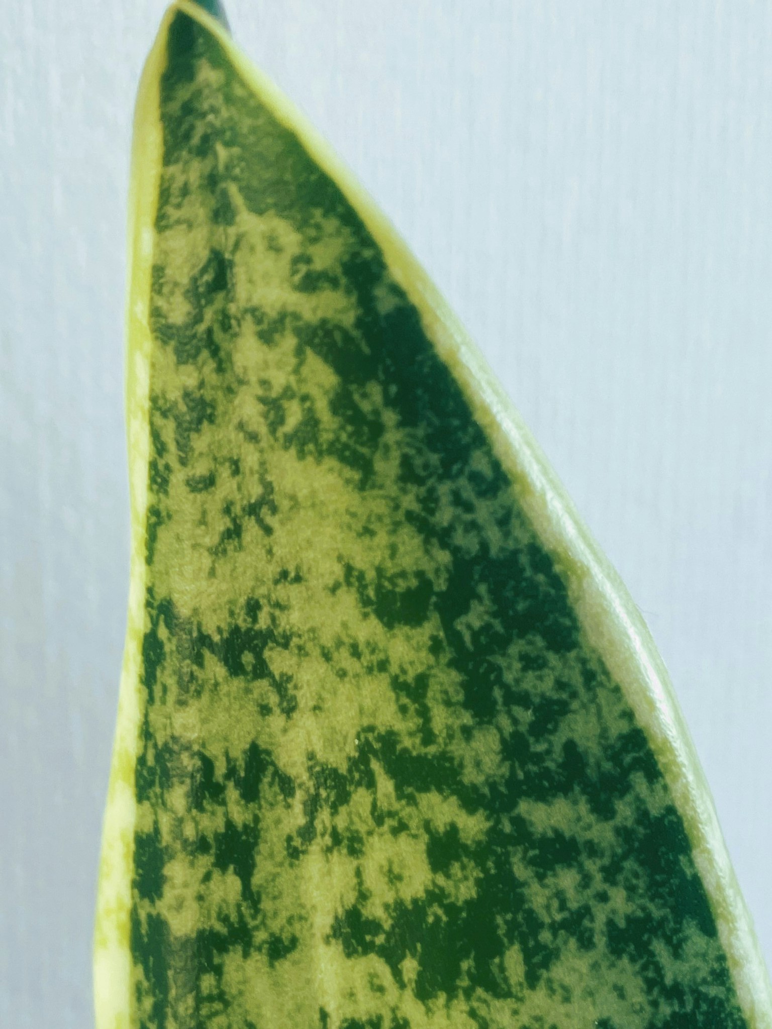 Nahaufnahme eines Sansevieria-Blattes mit grünen und gelben Streifen