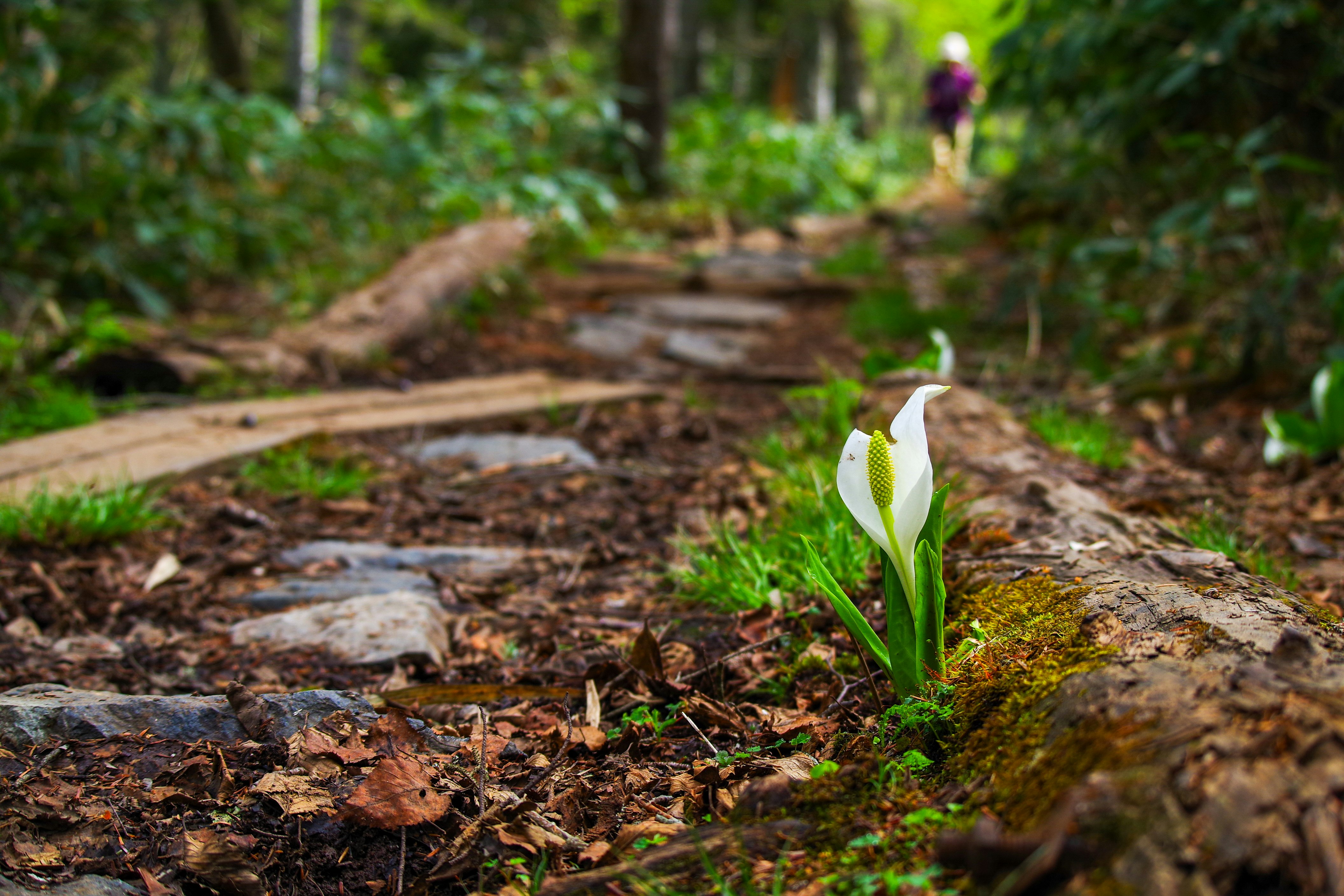 湿原の水芭蕉が咲く苔むした小道