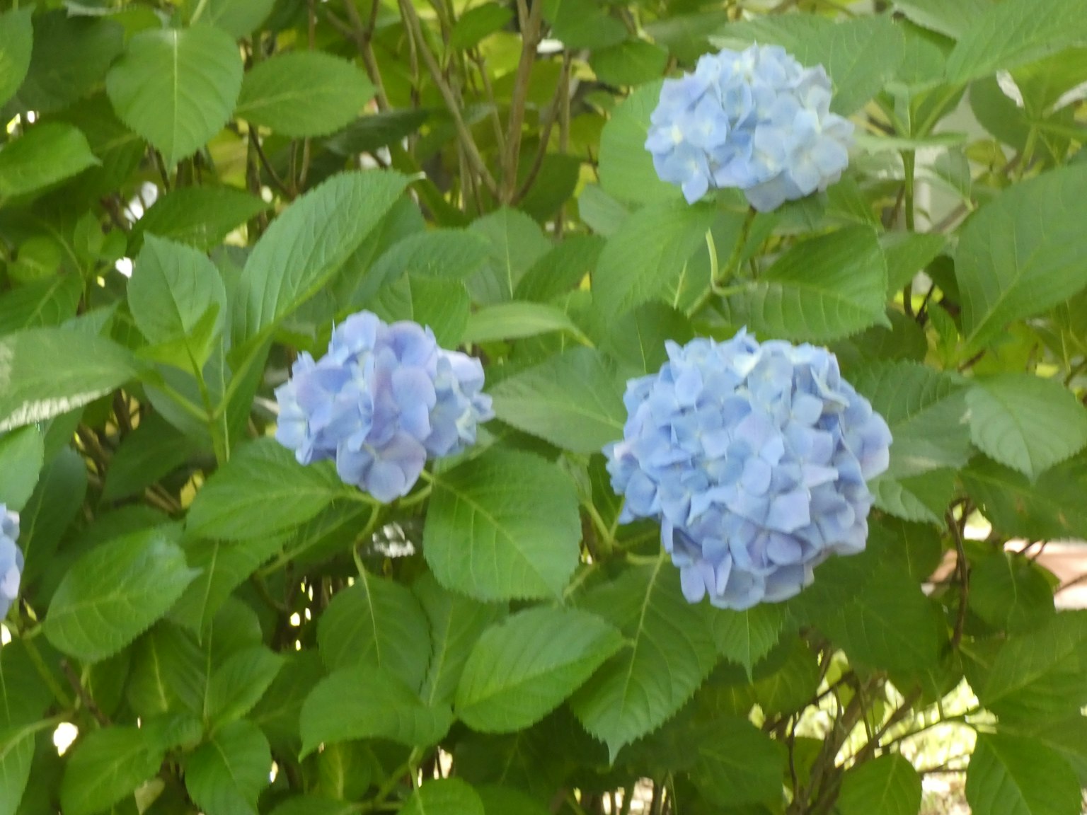 Blaue Hortensienblüten blühen zwischen grünen Blättern