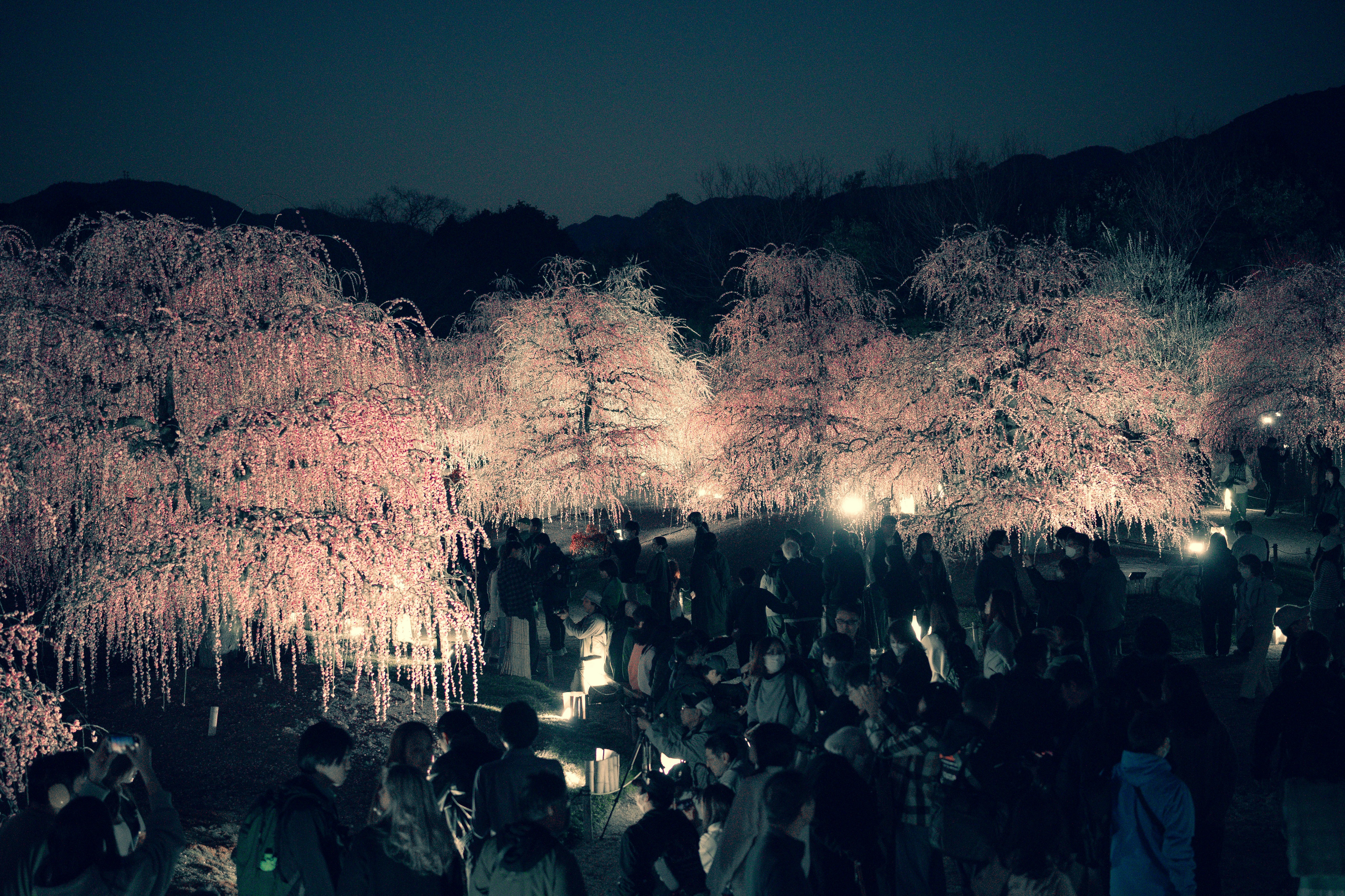 夜の梅園で咲き誇る梅の木と灯りの並ぶ人混み