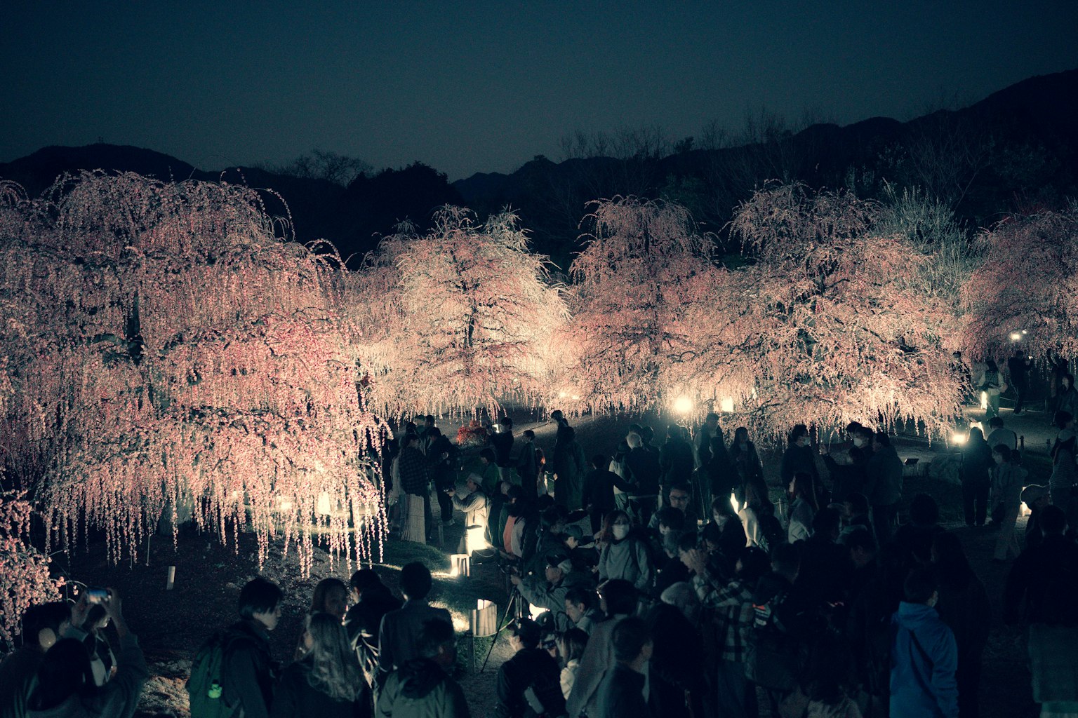 Night scene with cherry blossom trees and crowds of people