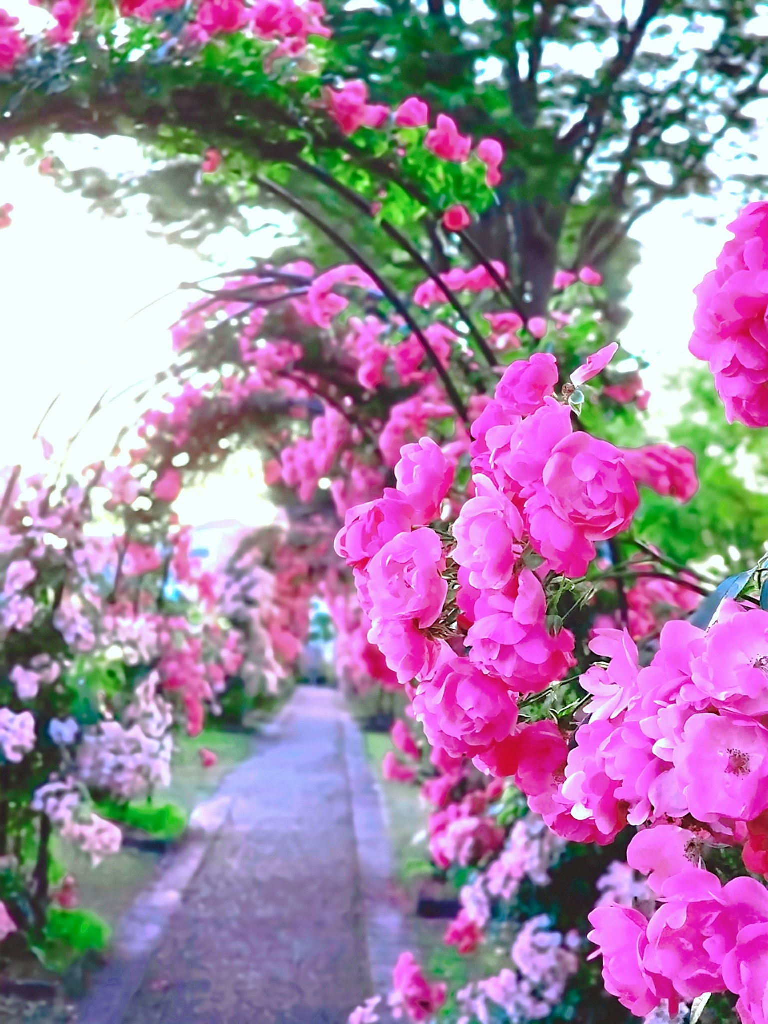 Jalan yang dikelilingi lengkungan bunga pink yang cerah