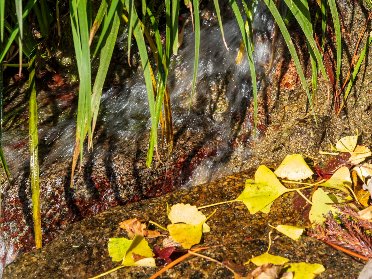 Fließendes Wasser nahe einem Stein mit gelben Blättern und grünem Gras