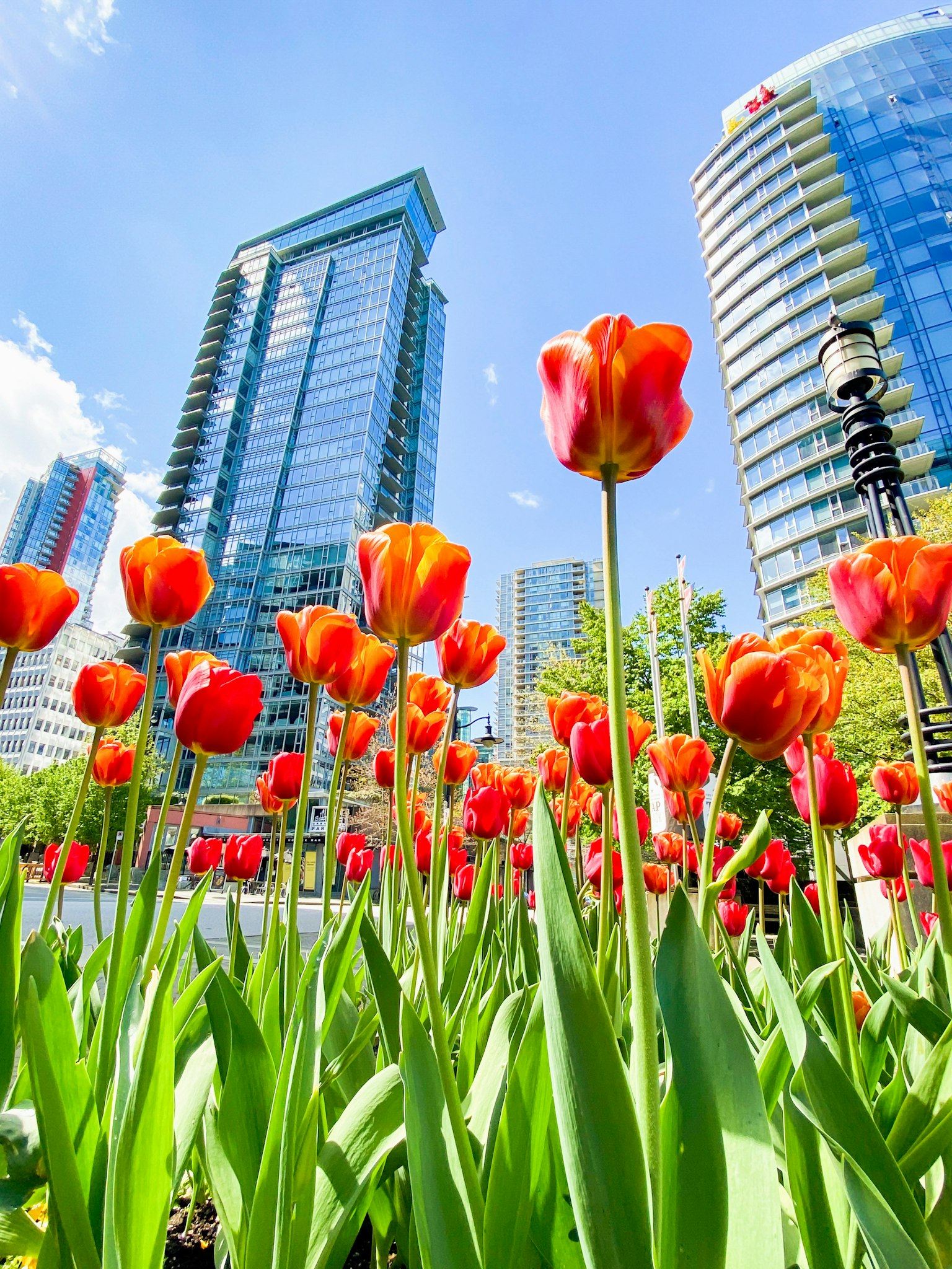 Lebendige rote Tulpen im Vordergrund mit modernen Wolkenkratzern im Hintergrund