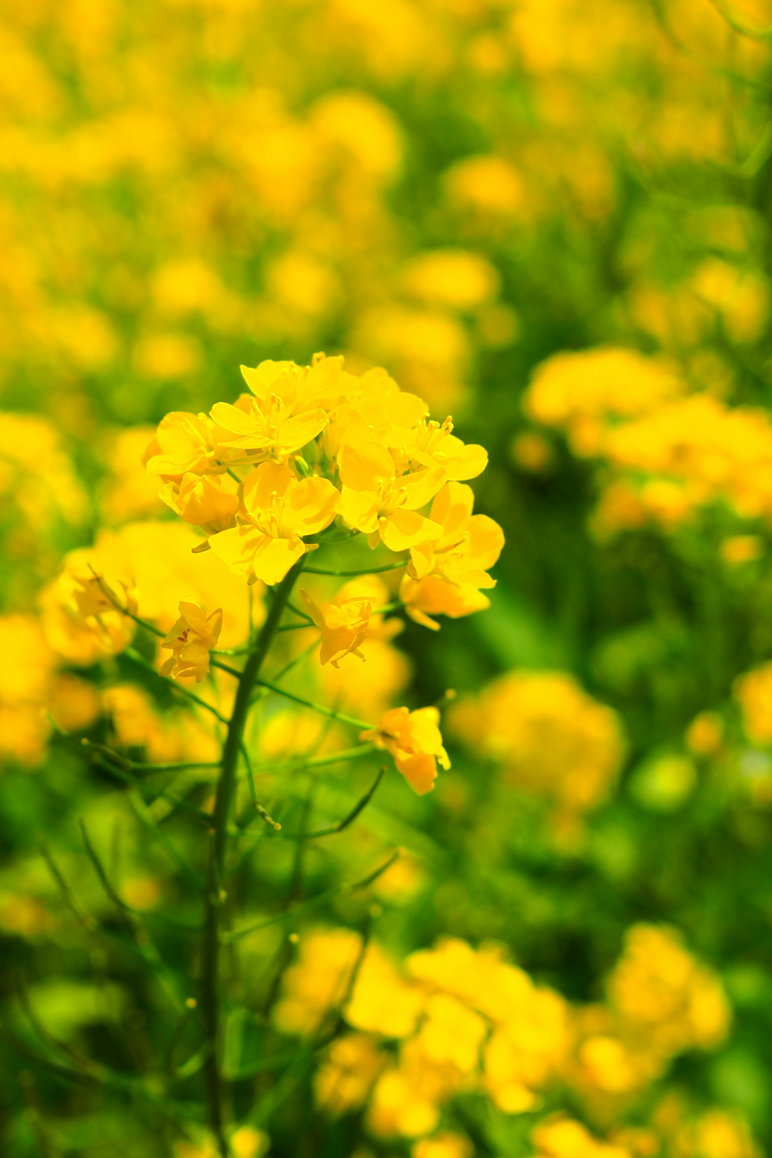 Close-up bunga kuning di ladang