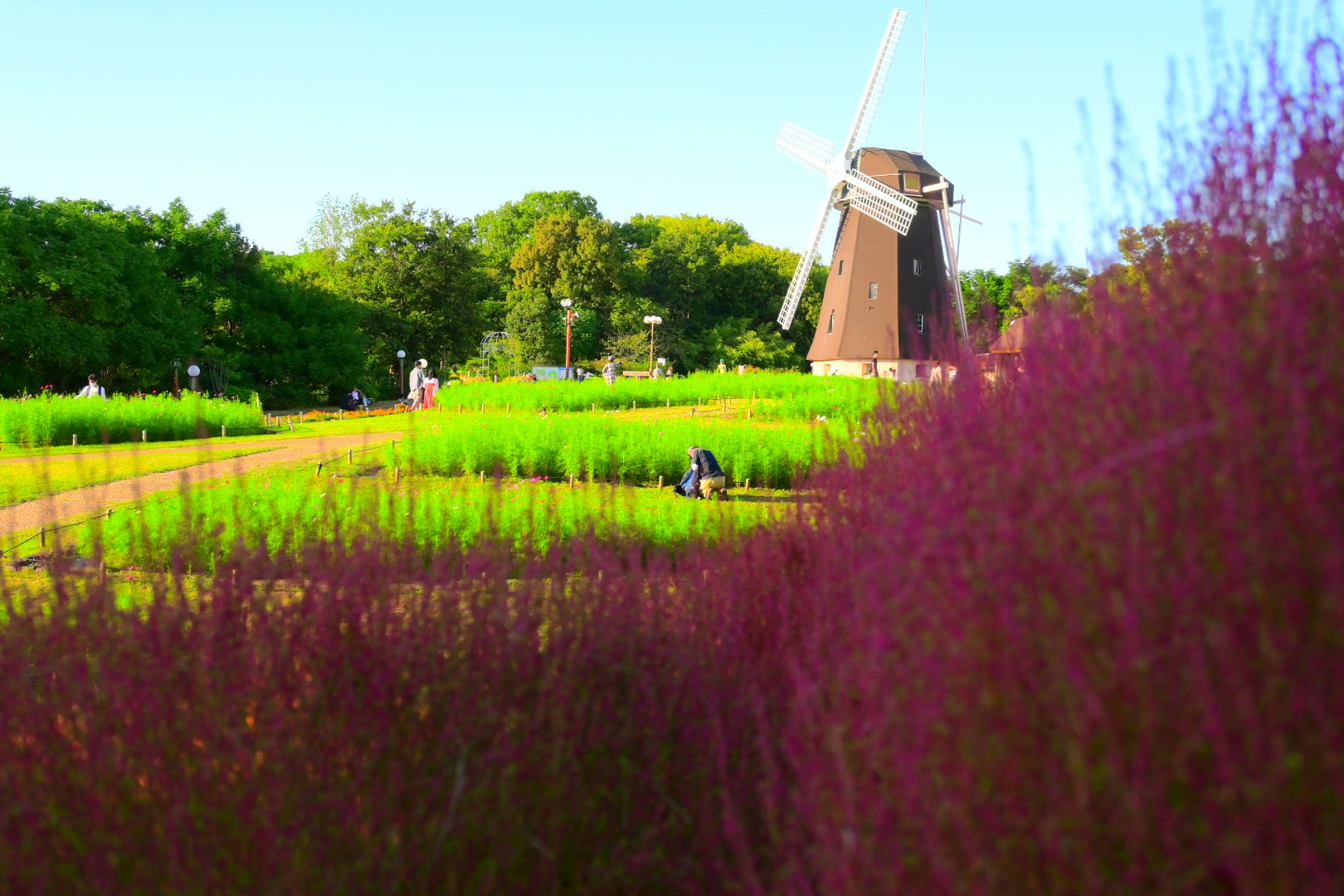 花畑の手前にある風車と緑の芝生の公園風景
