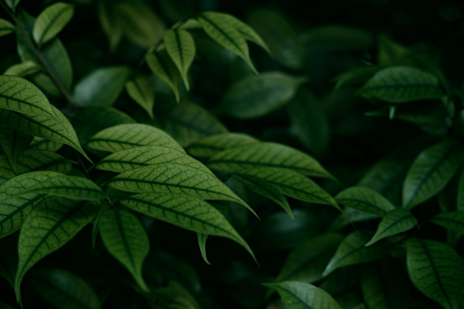 Close-up daun hijau gelap dengan tekstur rumit