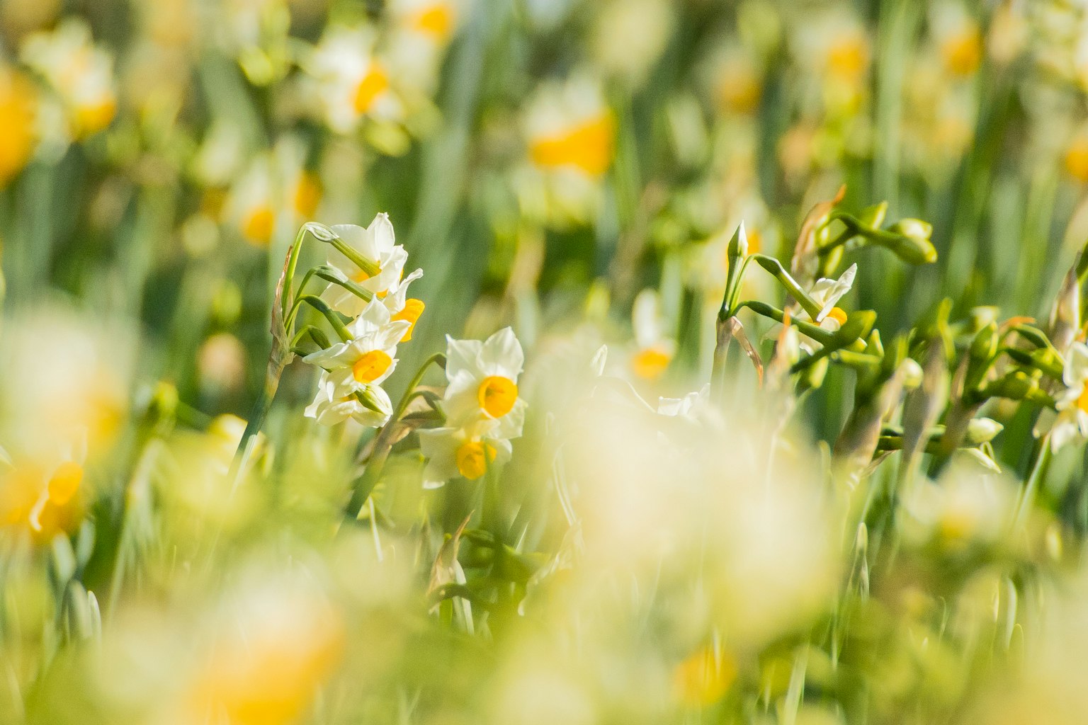Verschwommener Hintergrund eines Feldes mit blühenden gelben Blumen