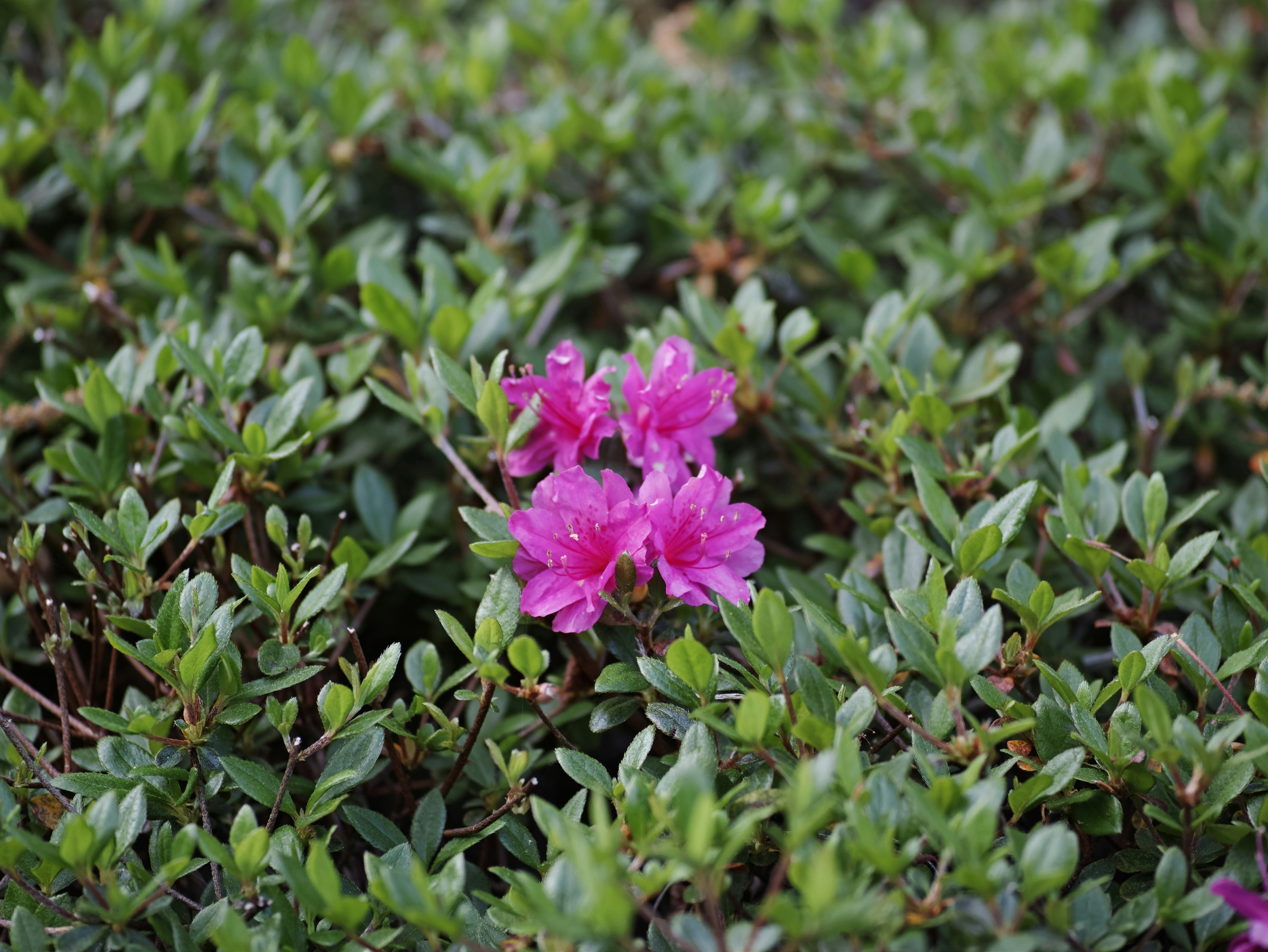 芝生の中に咲くピンクの花