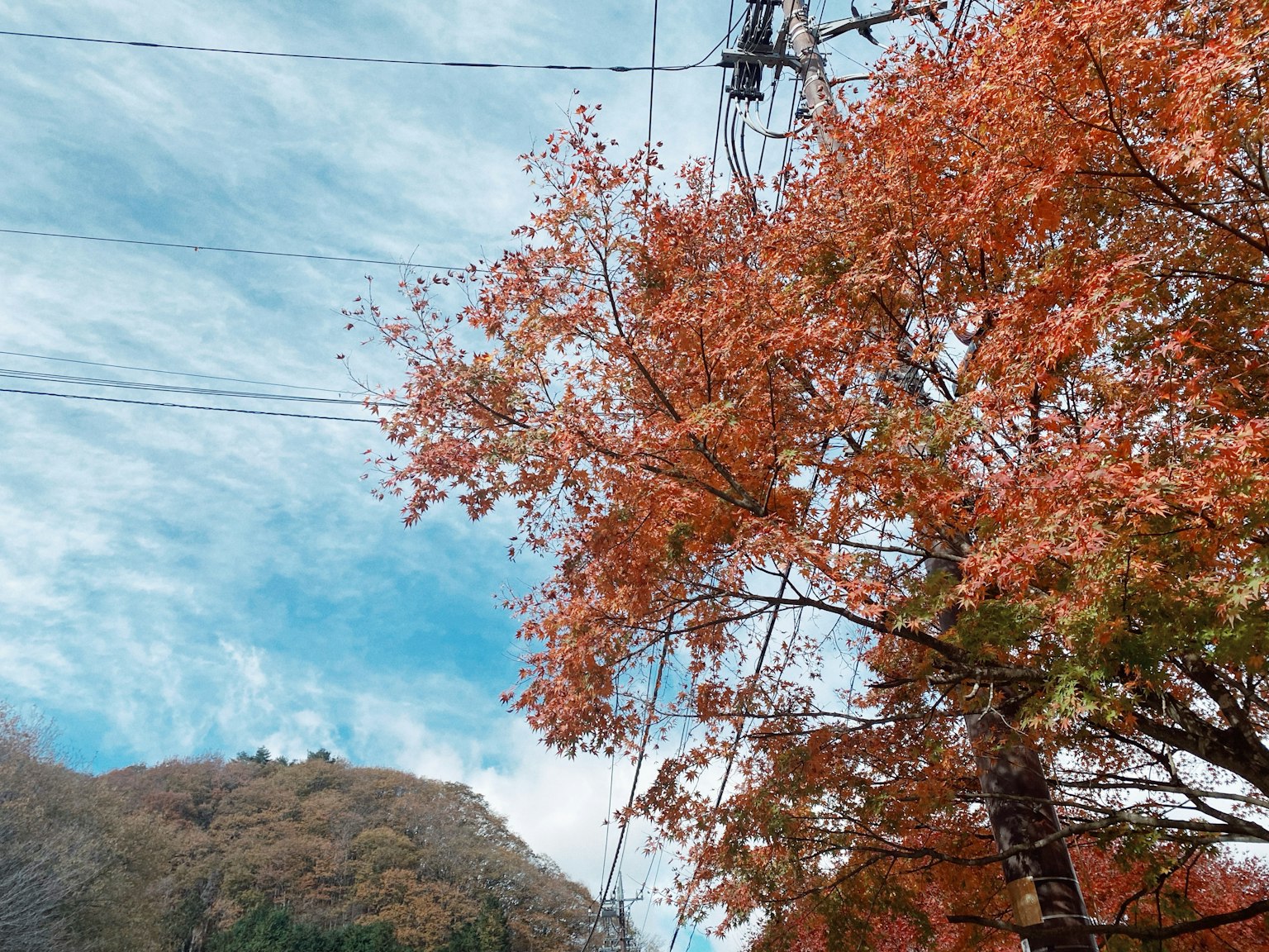 秋季樹葉和藍天的風景