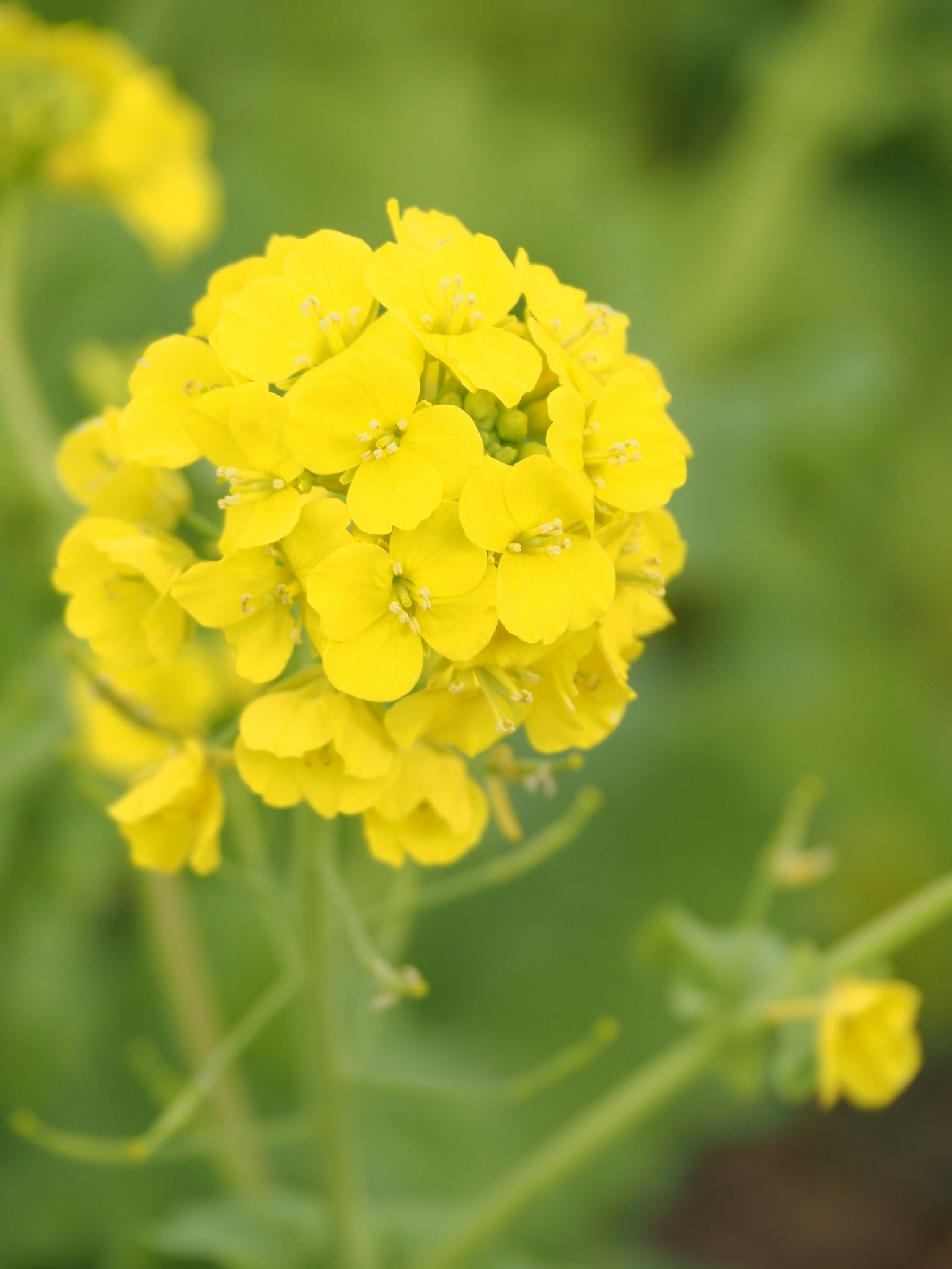 Ein Cluster lebendiger gelber Blumen blüht