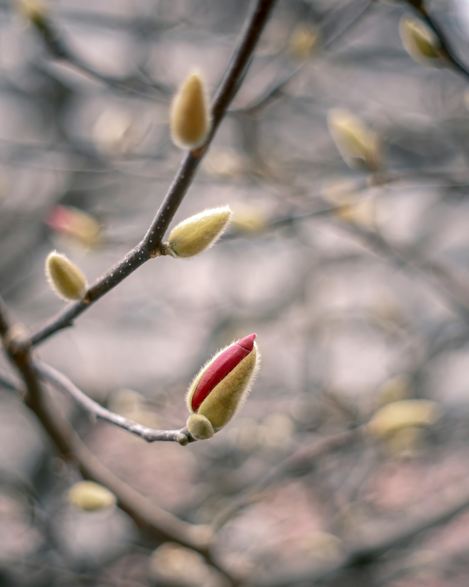 Close-up of a tree branch with unopened flower buds and new leaves