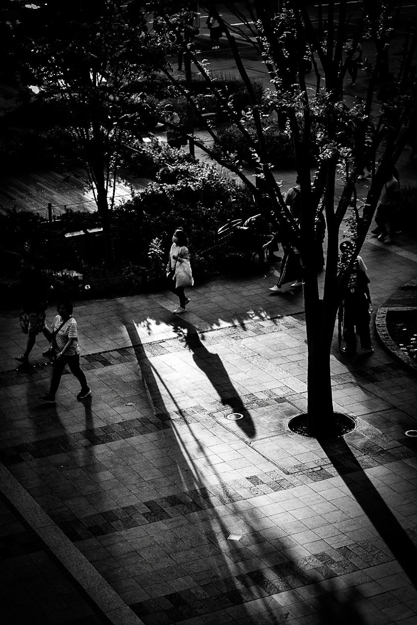 木々の影が落ちる並木道を歩く人々のモノクロ風景
