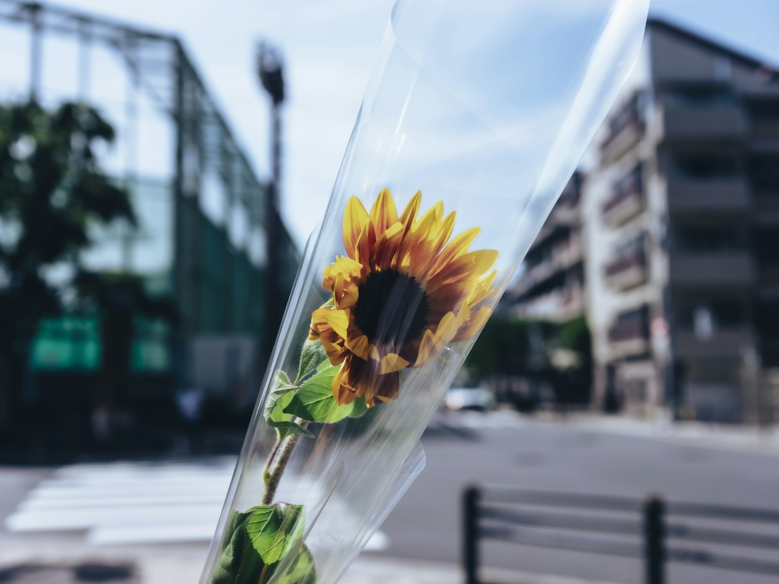 Girasol envuelto en plástico transparente con fondo urbano